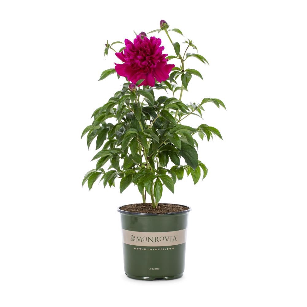 slide 1 of 2, Monrovia Red Paul M Wild Double Peony Plant in 1.73 -Gallon Pot 1.0 -Pack, 1 ct