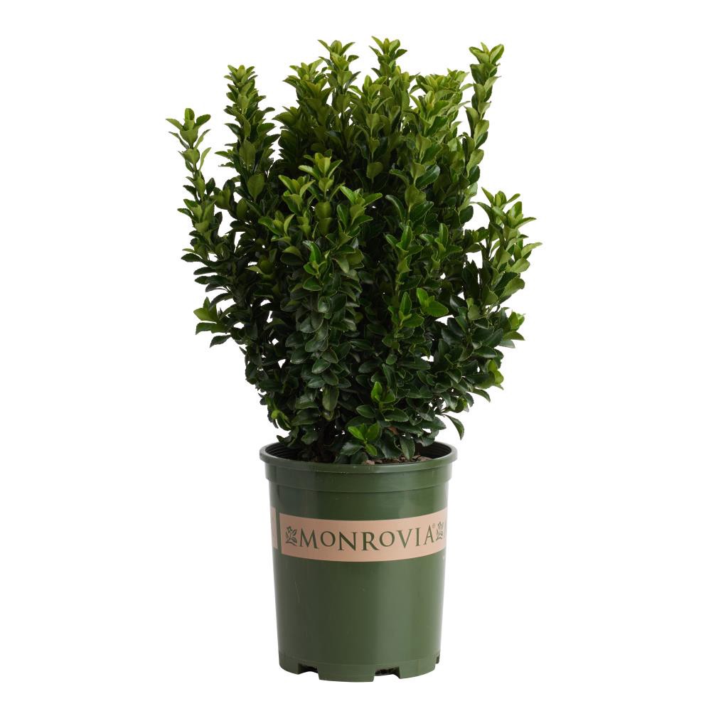 slide 1 of 4, Monrovia Green Spire Euonymus Feature Shrub in 2.6 -Quart Pot 1.0 -Pack, 1 ct