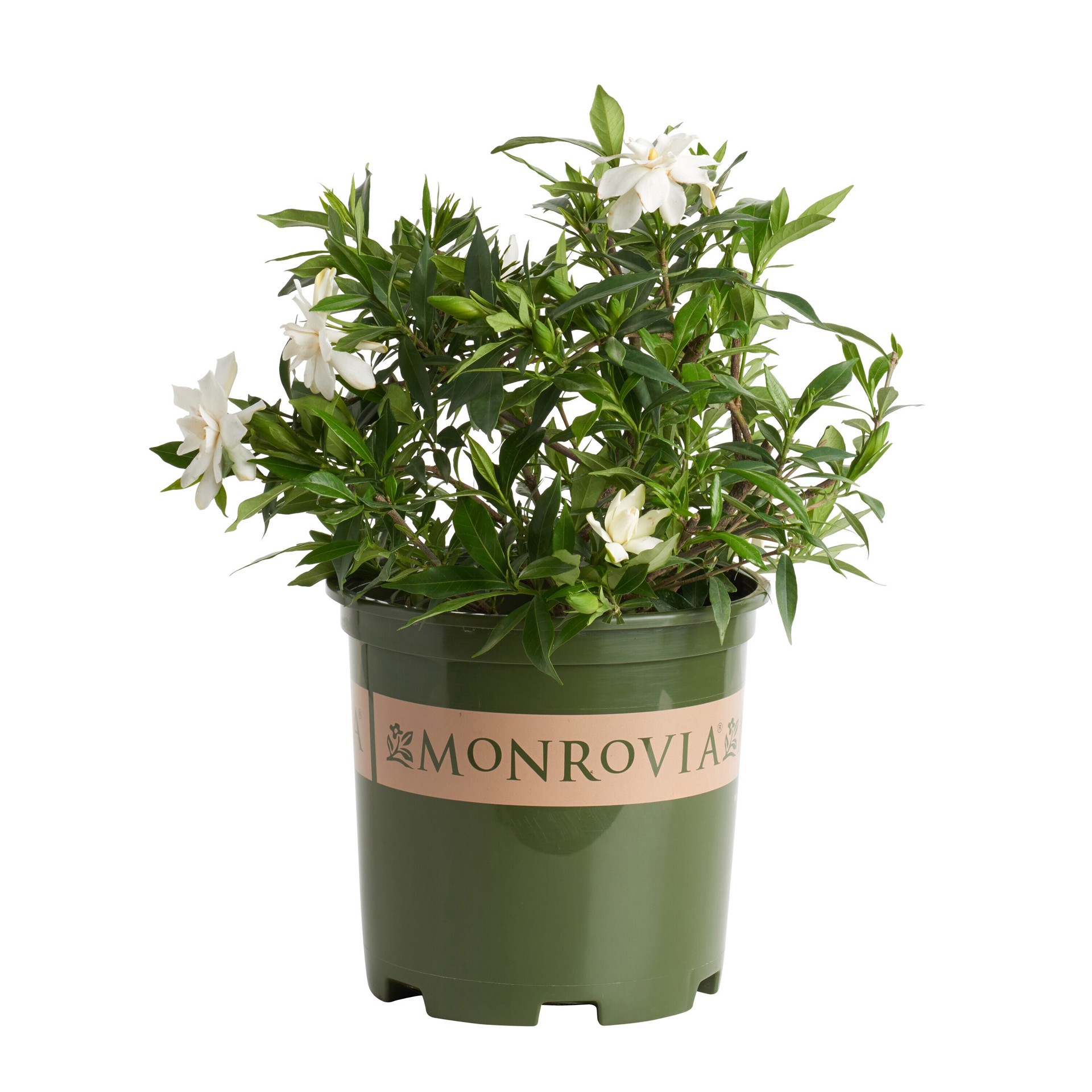 slide 1 of 4, Monrovia Frostproof Gardenia Flowering Shrub in 1.73 -Gallon Pot 1 -Pack with White Blooms, 1 ct
