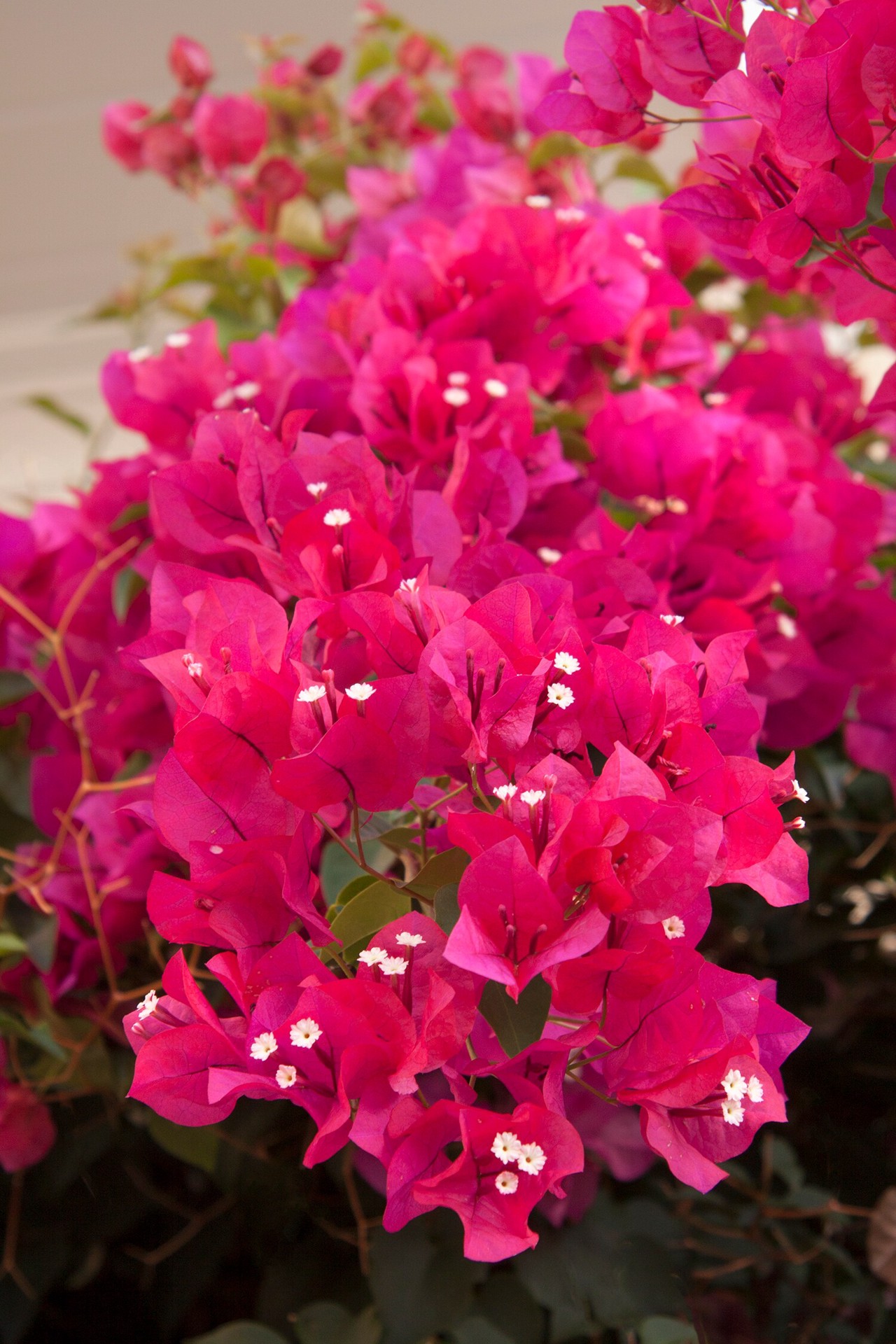 slide 2 of 4, Monrovia 2.6 -Quart Pot Barbara Karst Bougainvillea, 1 ct