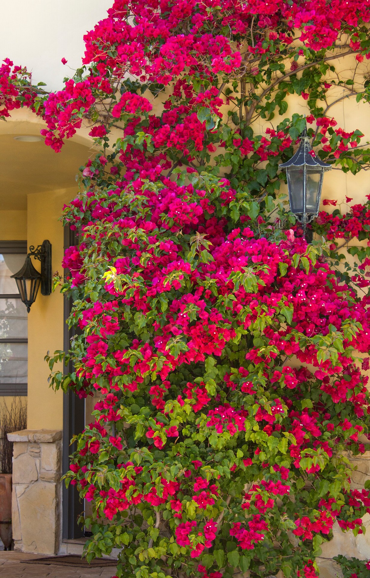slide 3 of 4, Monrovia 2.6 -Quart Pot Barbara Karst Bougainvillea, 1 ct