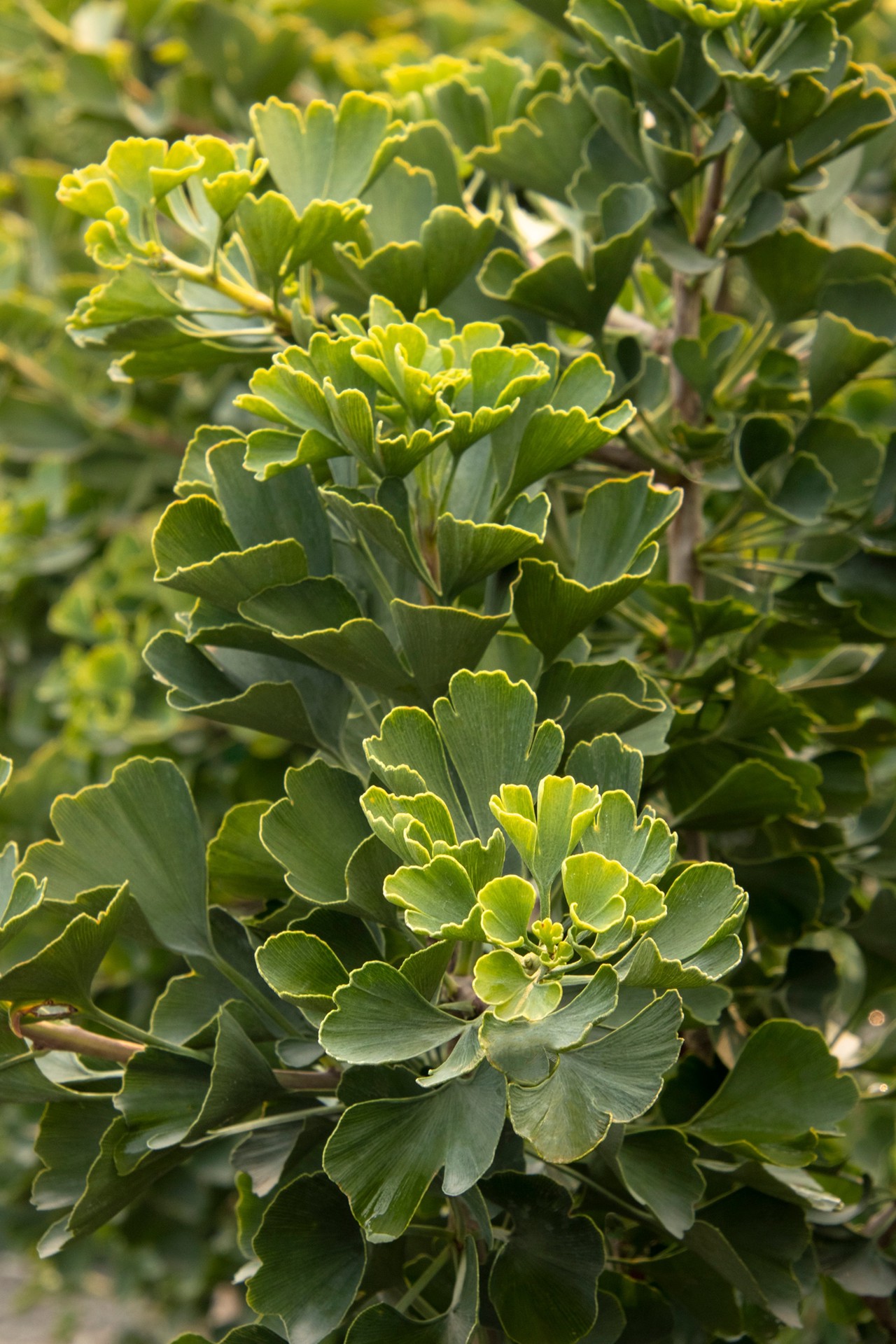 slide 2 of 3, Monrovia 3.58 -Gallon Yellow Feature Jade Butterfly Maidenhair Tree In pot (with soil), 1 ct
