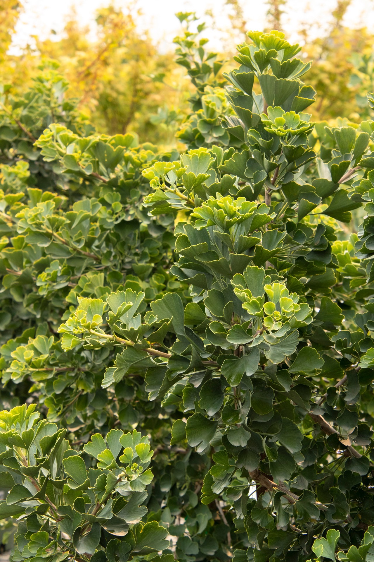 slide 3 of 3, Monrovia 3.58 -Gallon Yellow Feature Jade Butterfly Maidenhair Tree In pot (with soil), 1 ct