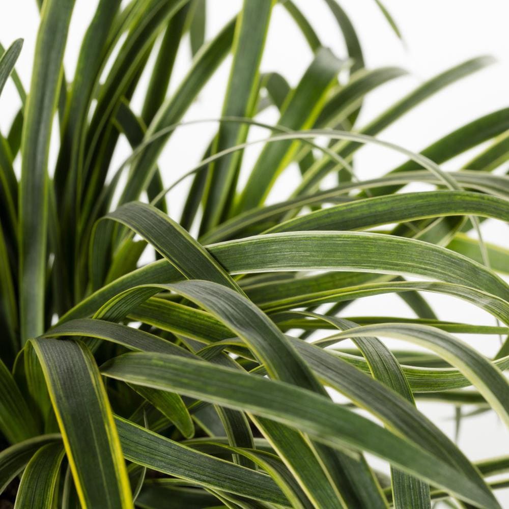 slide 2 of 4, Monrovia Purple Silvery Sunproof Lilyturf Plant in 2.6 -Quart Pot 1.0 -Pack, 1 ct