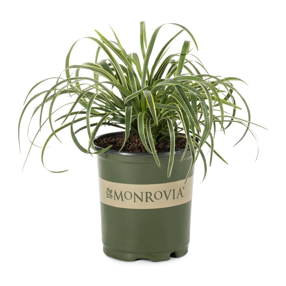 slide 1 of 4, Monrovia Purple Silvery Sunproof Lilyturf Plant in 2.6 -Quart Pot 1.0 -Pack, 1 ct