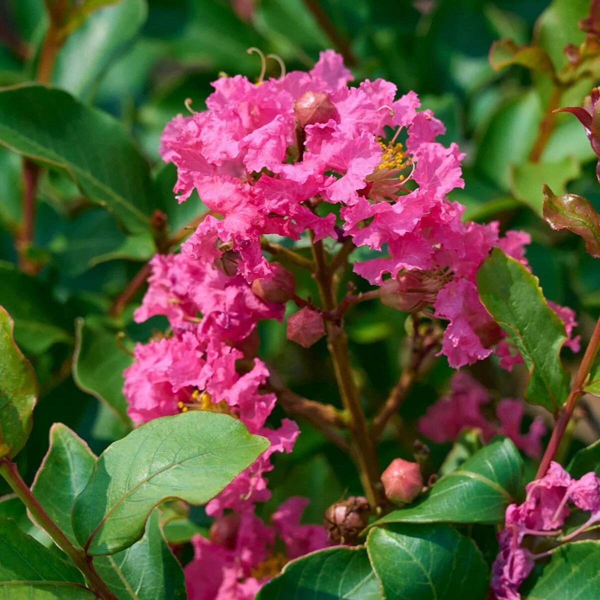 slide 2 of 4, Monrovia 3.58 -Gallon Coral Flowering Tuscarora Crape Myrtle In pot (with soil), 1 ct