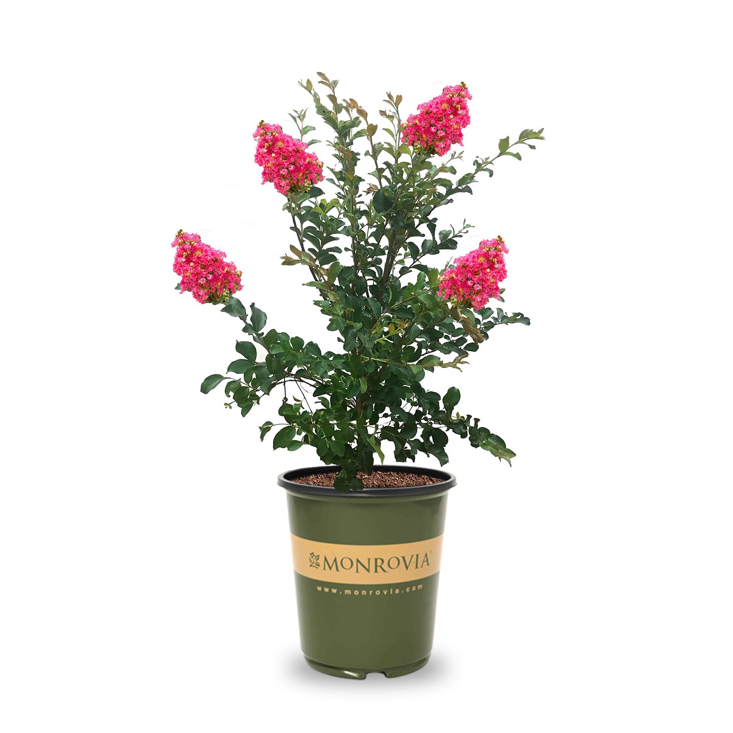 slide 1 of 4, Monrovia 3.58 -Gallon Coral Flowering Tuscarora Crape Myrtle In pot (with soil), 1 ct