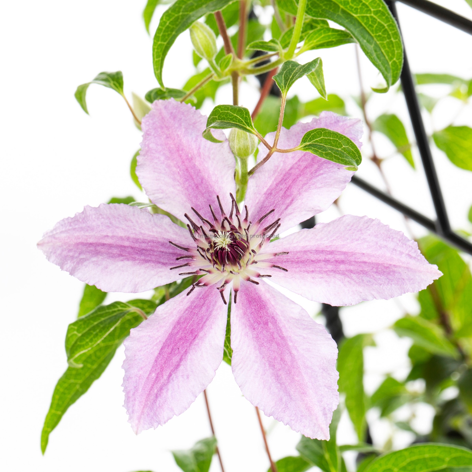 slide 2 of 4, Monrovia 3.58 -Gallon Pot Nelly Moser Clematis L5543, 1 ct