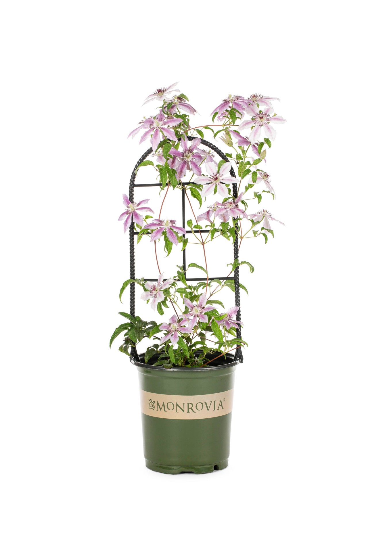 slide 1 of 4, Monrovia 3.58 -Gallon Pot Nelly Moser Clematis L5543, 1 ct