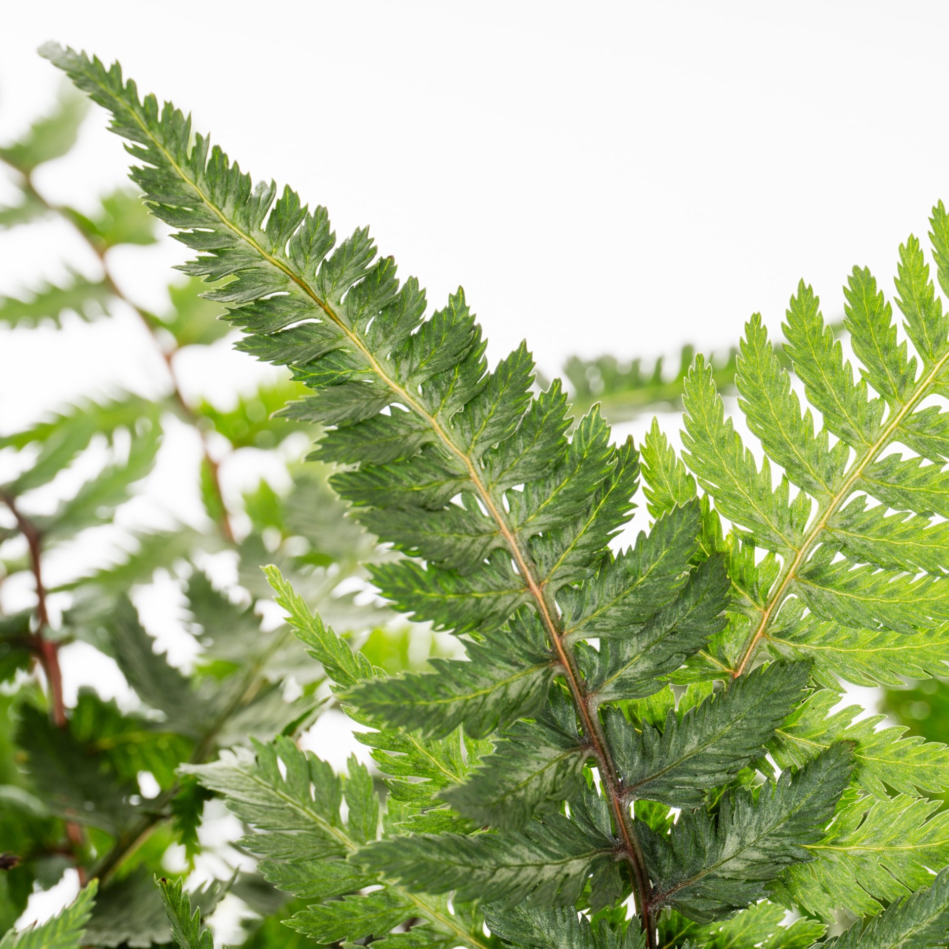 slide 2 of 4, Monrovia Japanese Painted Fern Plant in 2.6 -Quart Pot 1 -Pack, 1 ct