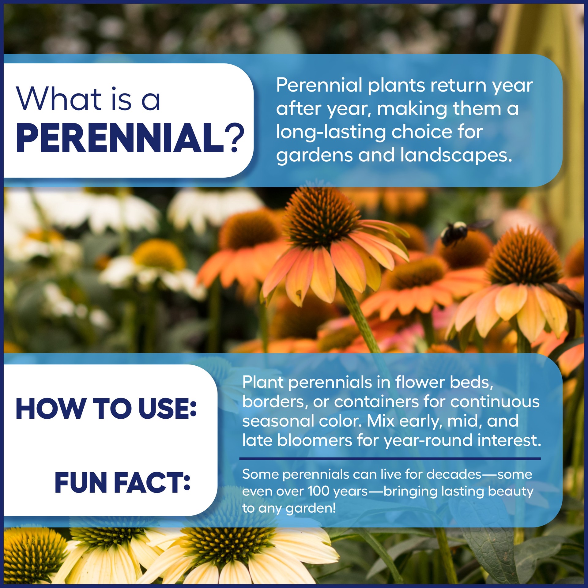 slide 3 of 4, Monrovia Japanese Painted Fern Plant in 2.6 -Quart Pot 1 -Pack, 1 ct