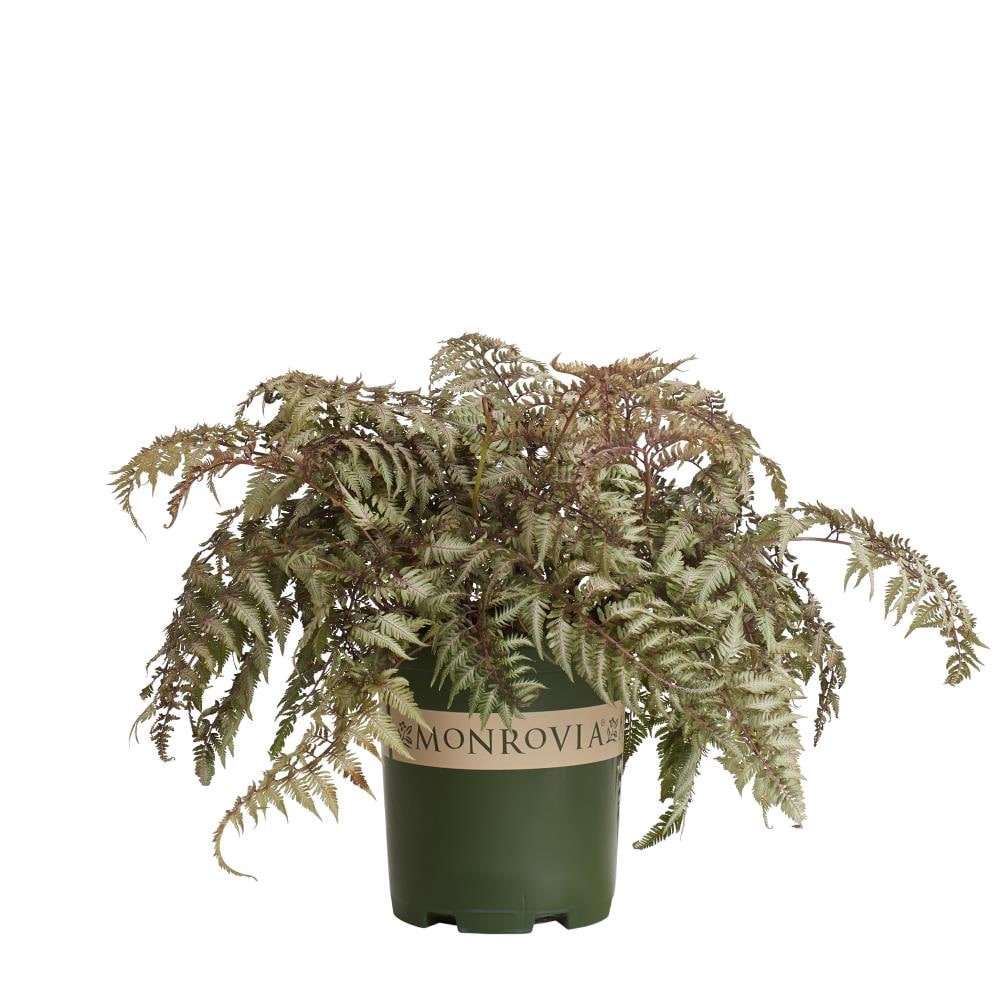 slide 1 of 4, Monrovia Japanese Painted Fern Plant in 2.6 -Quart Pot 1 -Pack, 1 ct