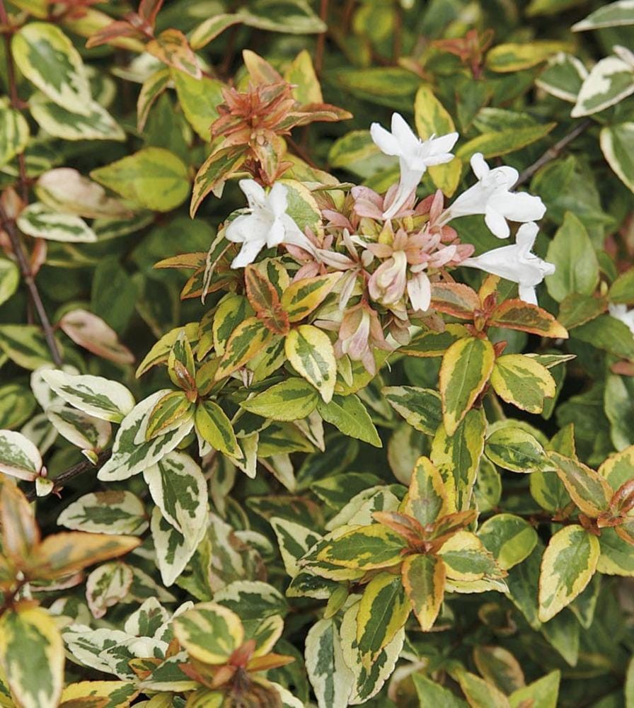slide 1 of 1, Lowe's Kaleidoscope Abelia Flowering Shrub in 3.00 -Gallon Pot with White Blooms, 1 ct