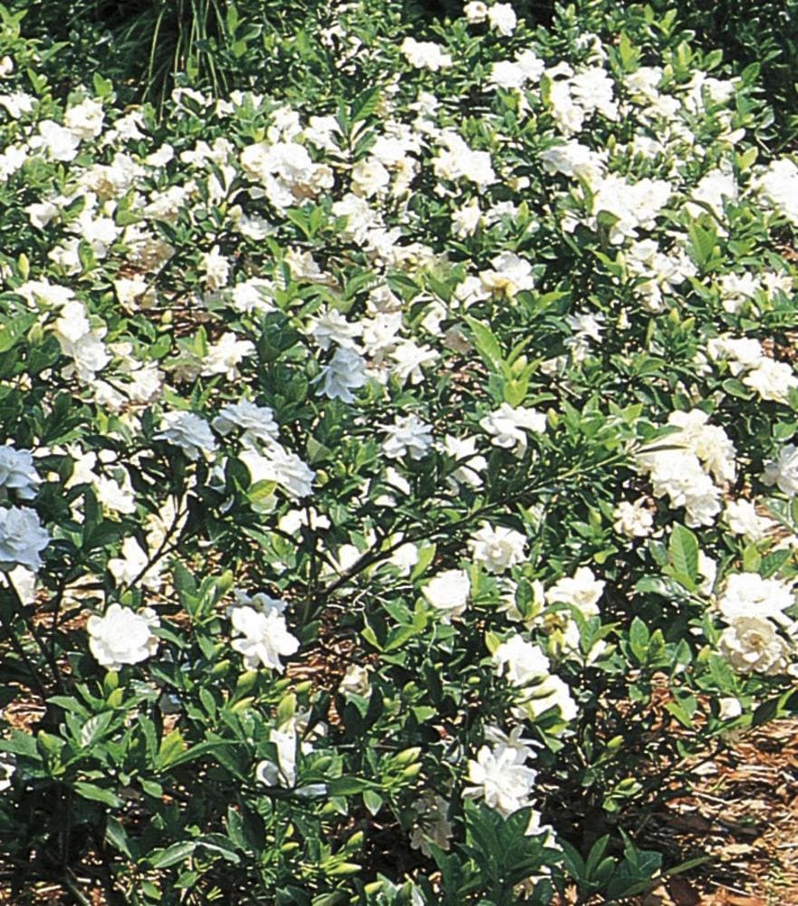 slide 1 of 1, Lowe's White Gardenia Flowering Shrub in 2.5-Quart Pot, 1 ct