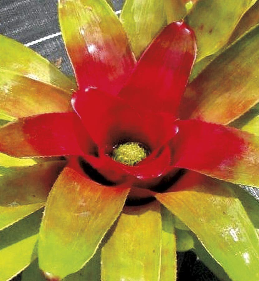 slide 1 of 1, Lowe's Passion Bromeliad, 1 ct