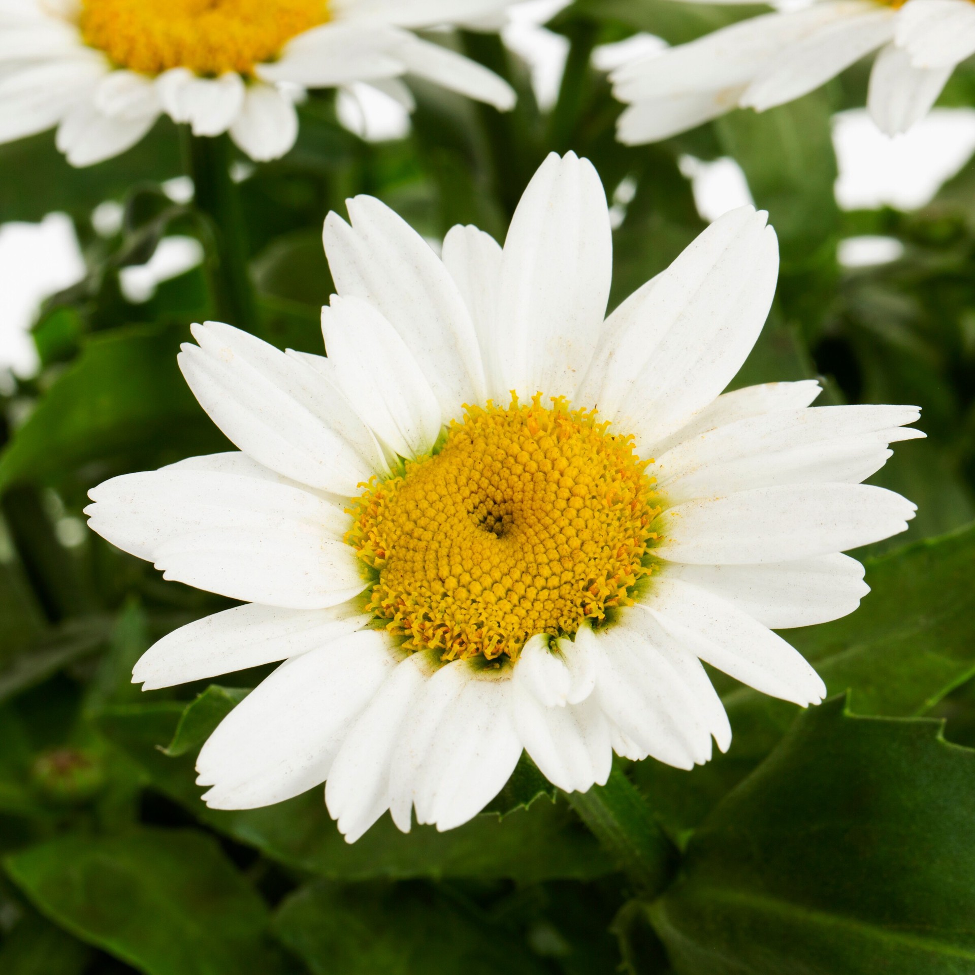 slide 2 of 4, Lowe's Multicolor Shasta Daisy Plant in 2.25 -Gallon Pot, 1 ct