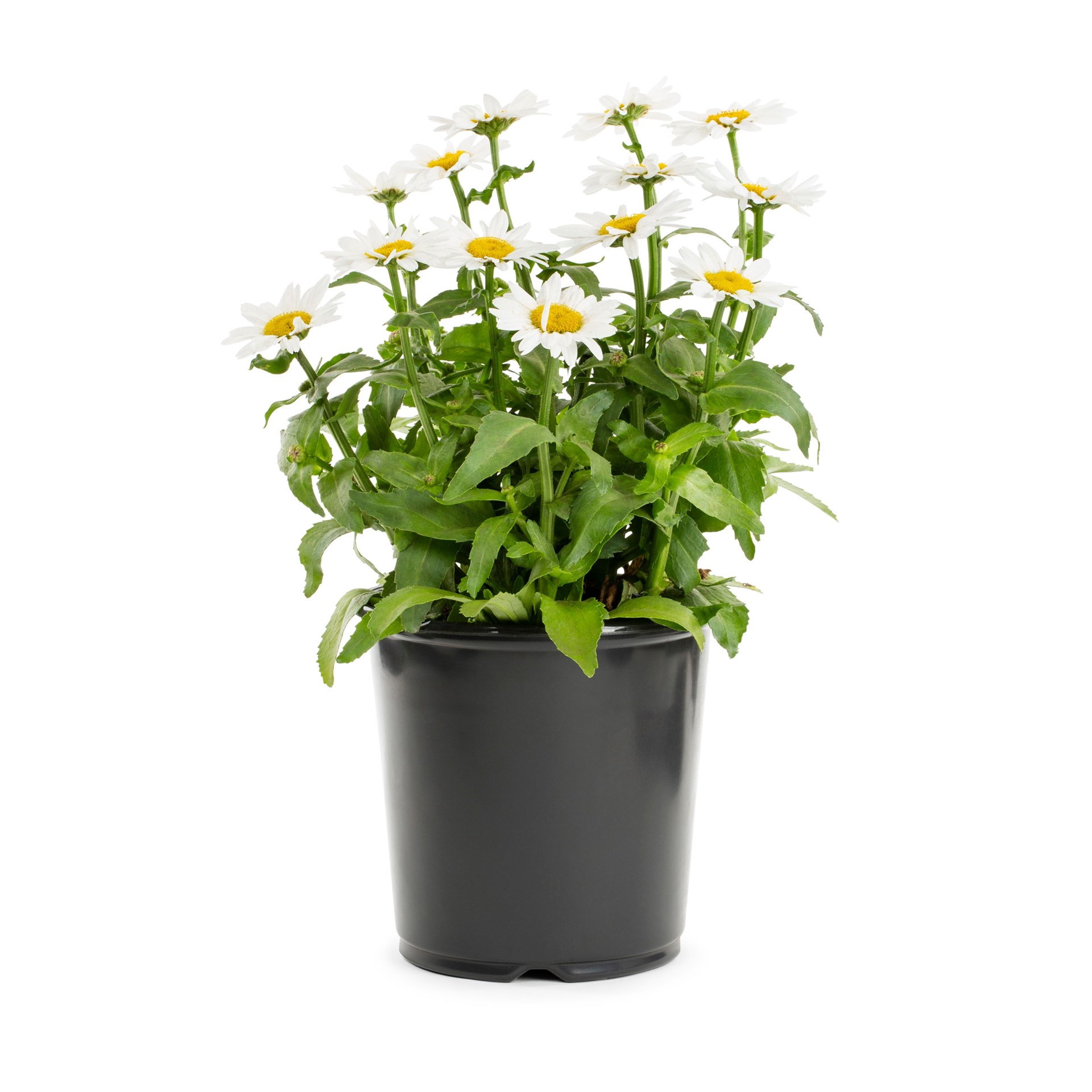 slide 1 of 4, Lowe's Multicolor Shasta Daisy Plant in 2.25 -Gallon Pot, 1 ct