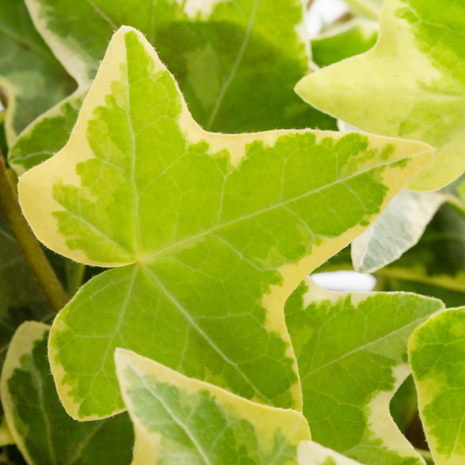 slide 2 of 4, Lowe's 1.5 -Pint Pot Variegated English Ivy L15623, 1 ct