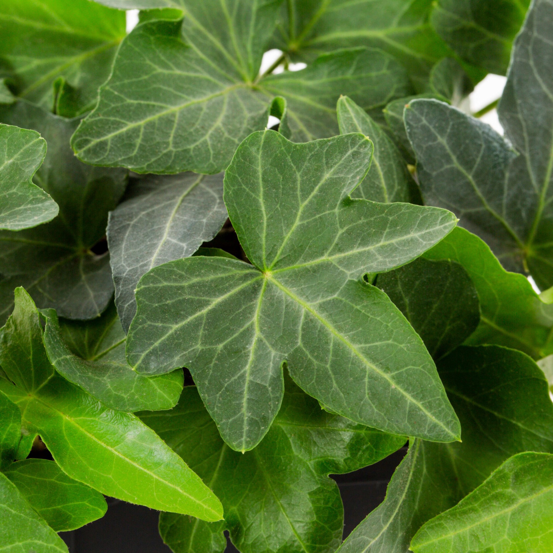 slide 2 of 4, Lowe's 1.5 -Pint Pot English Ivy L5369hp, 1 ct