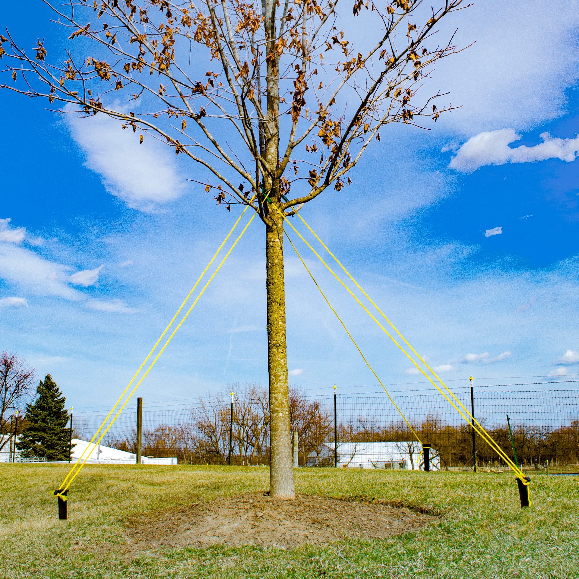 slide 3 of 4, Gardener's Blue Ribbon 9-in Plastic Tree Stake Kit, 1 ct