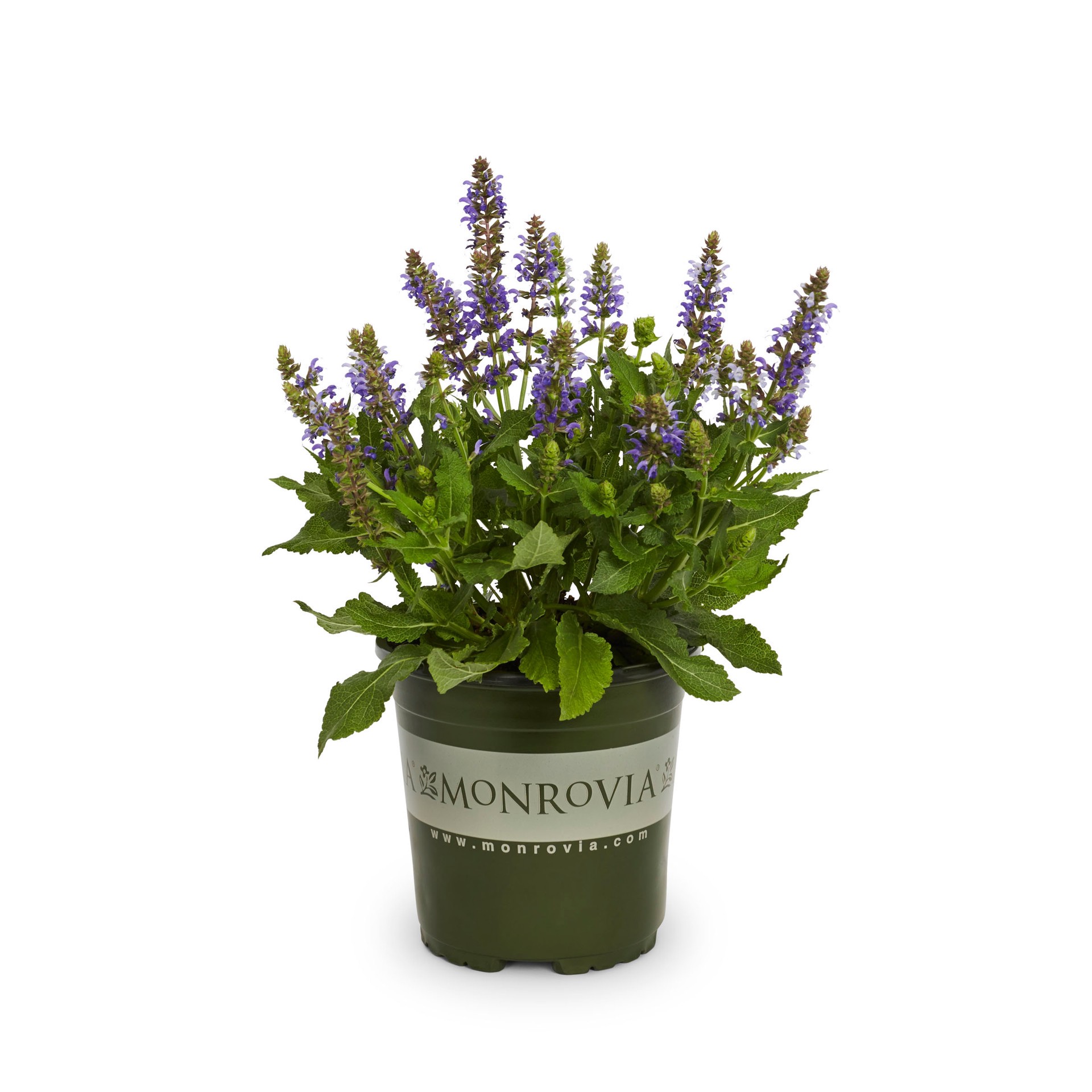 slide 1 of 1, Monrovia Blue Blue Marvel Salvia in 2.5 Quart(s) Pot 1 -Pack, 1 ct