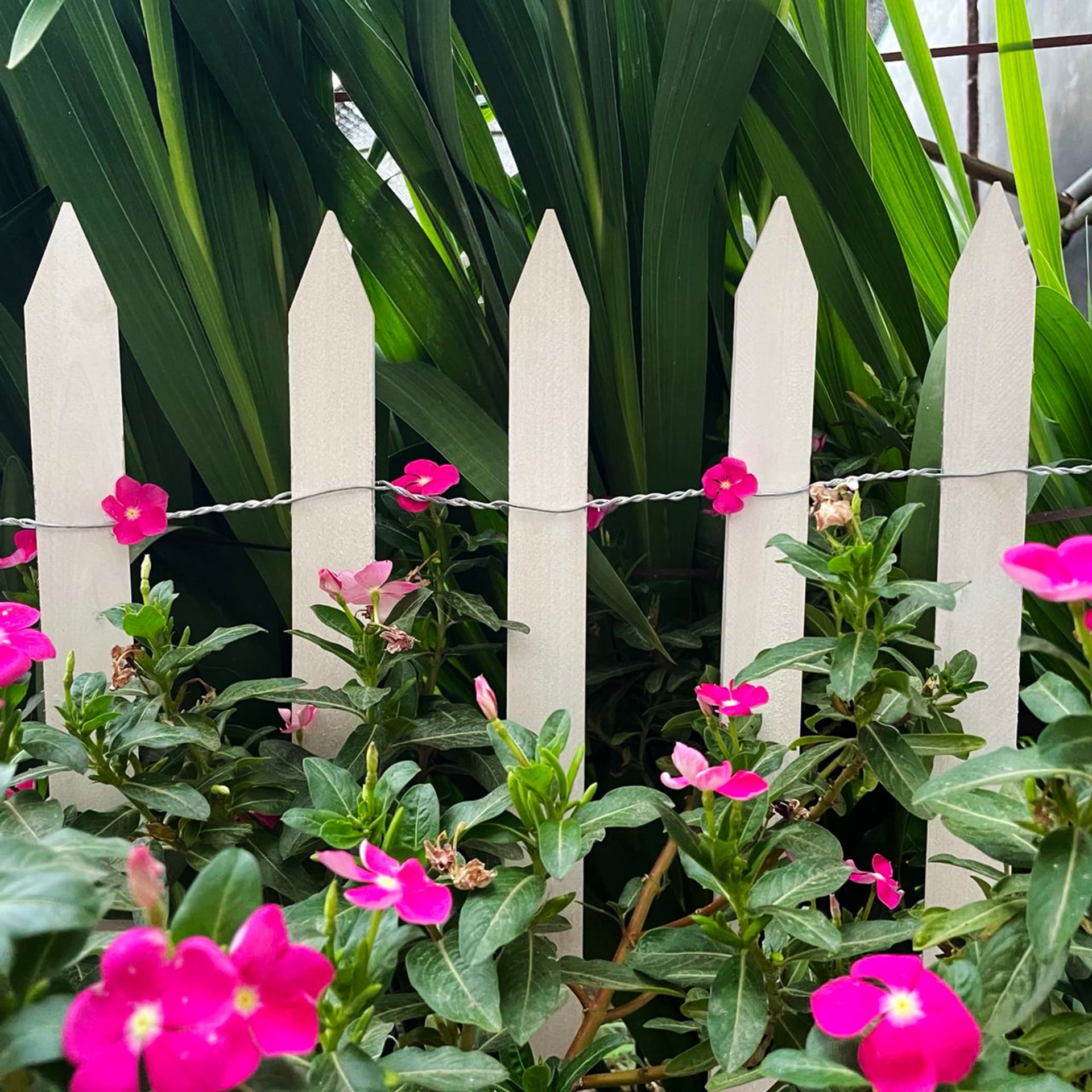 slide 6 of 6, 15-ft x 2-ft White Cedar Picket Woven Wire Rolled Fencing, 1 ct