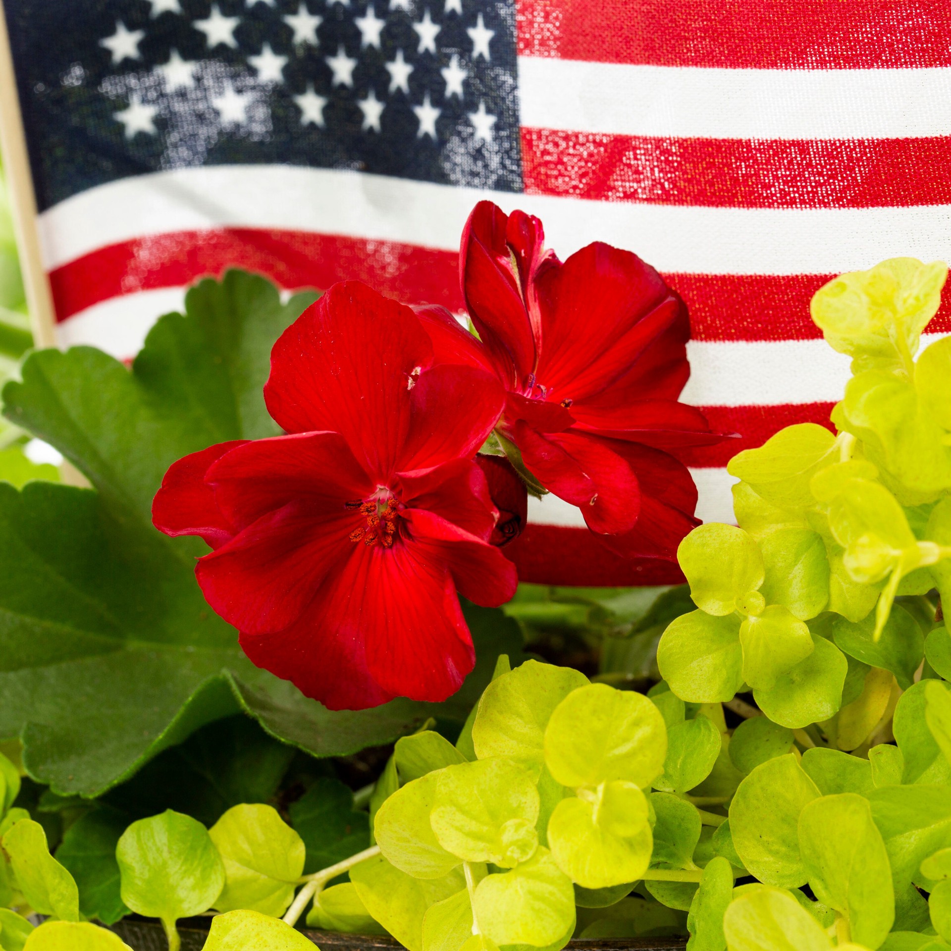 slide 2 of 2, Lowe's Multicolor Mixed Annuals in 1.15-Gallons Planter, 1 ct