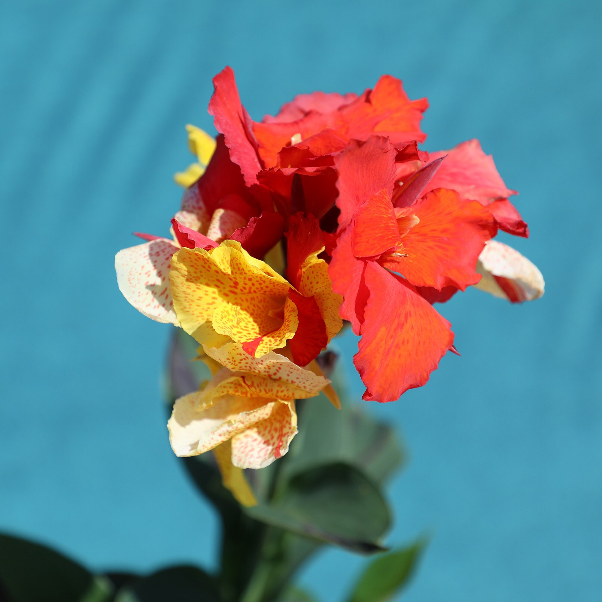 slide 2 of 2, Lowe's Multicolor Canna Kaleidoscope Sunscape in 1-Gallon Pot, 1 ct