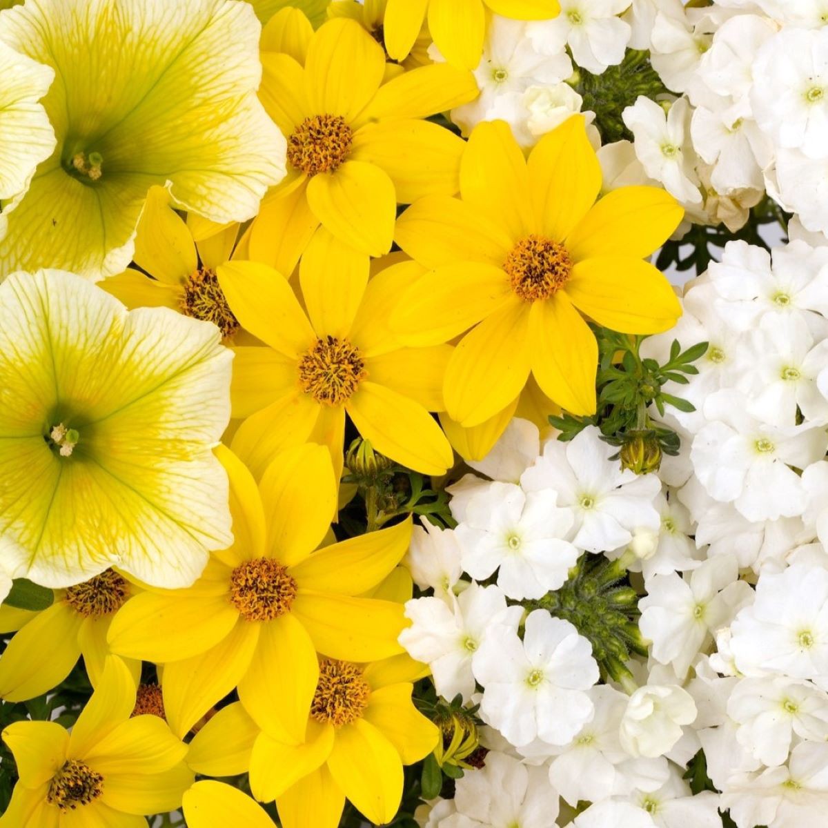 slide 3 of 3, Lowe's Multicolor Hibiscus Pineapple Sunscape in 1-Gallon Pot, 1 ct