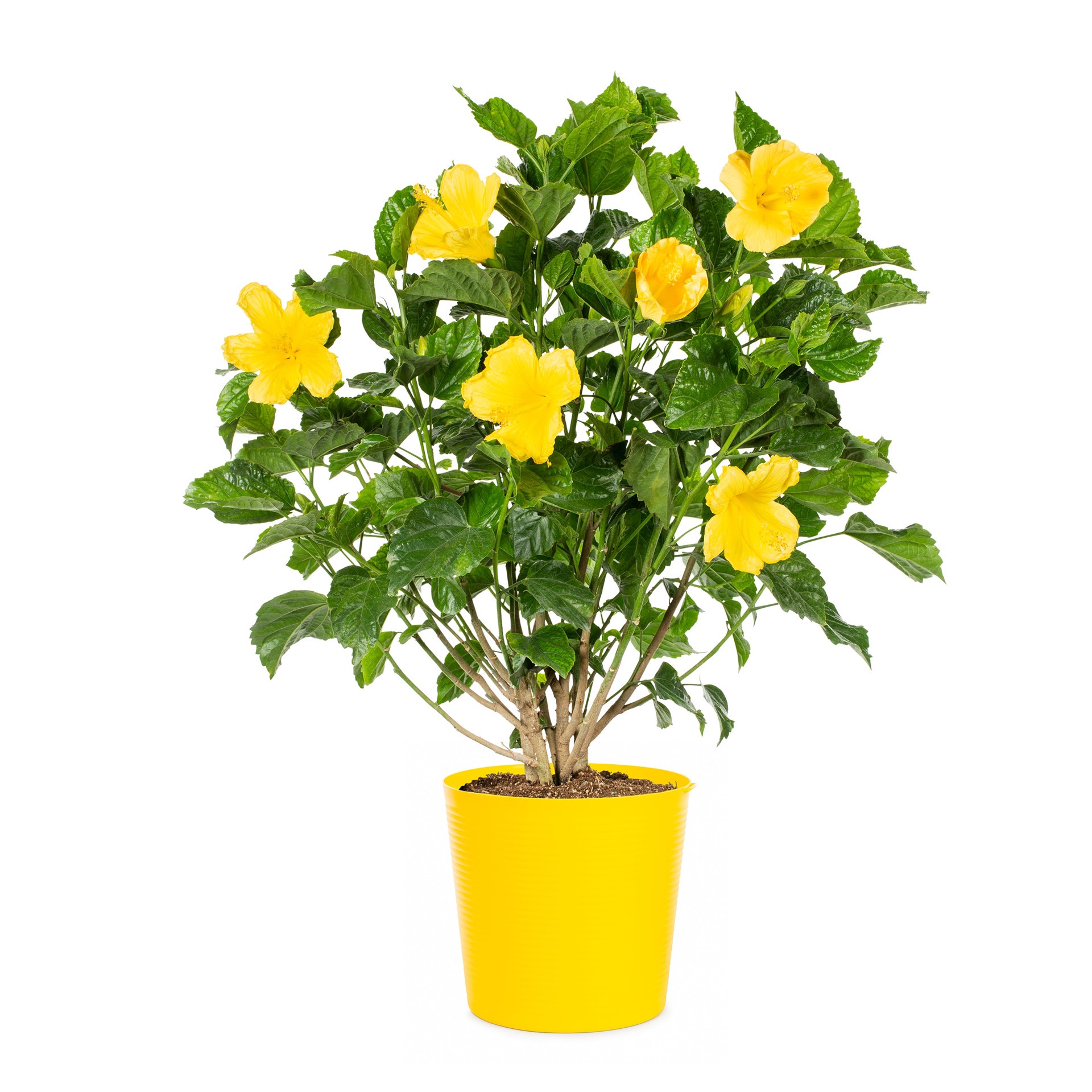 slide 1 of 3, Lowe's Multicolor Hibiscus Pineapple Sunscape in 1-Gallon Pot, 1 ct