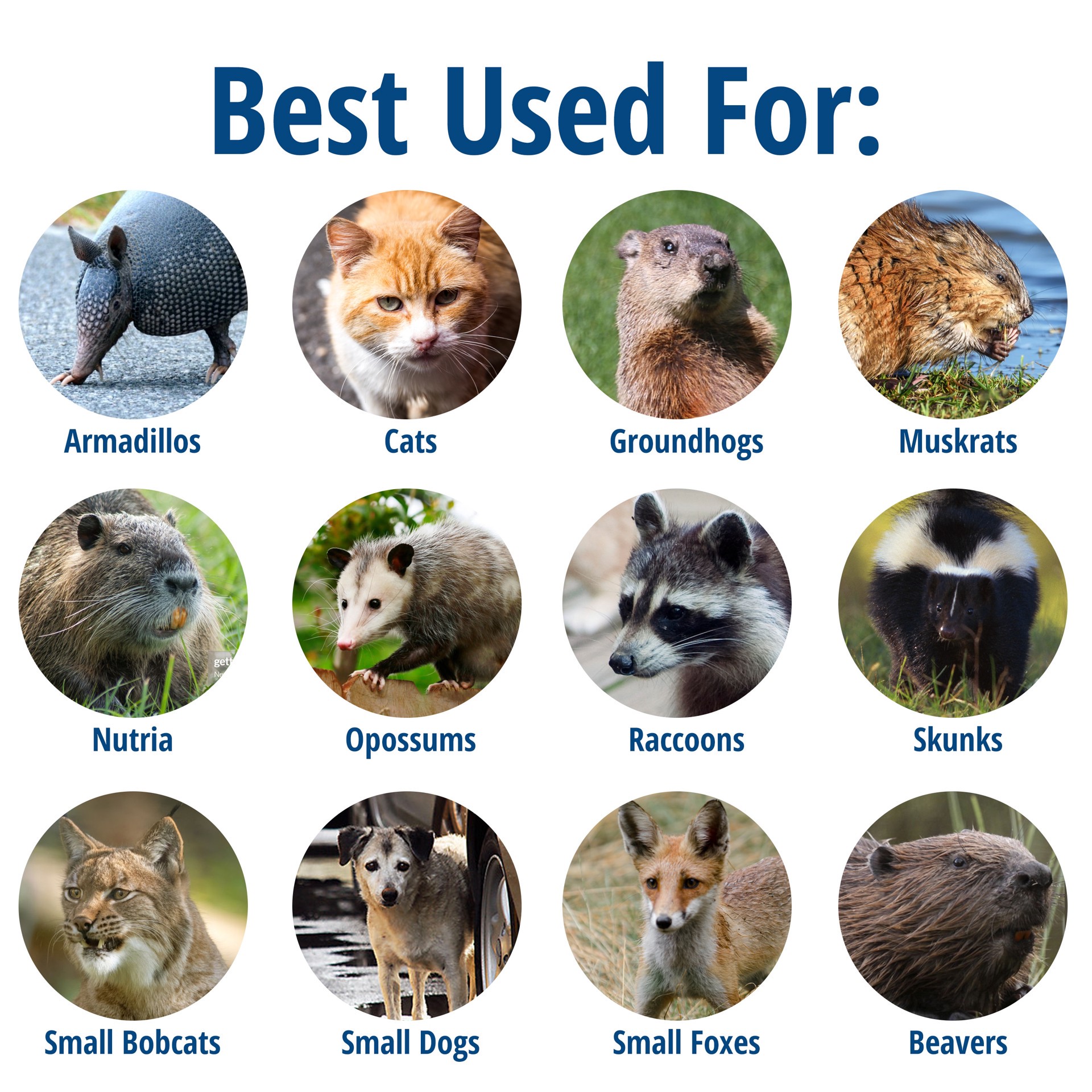 slide 2 of 6, Havahart Rodent Traps, 1 ct