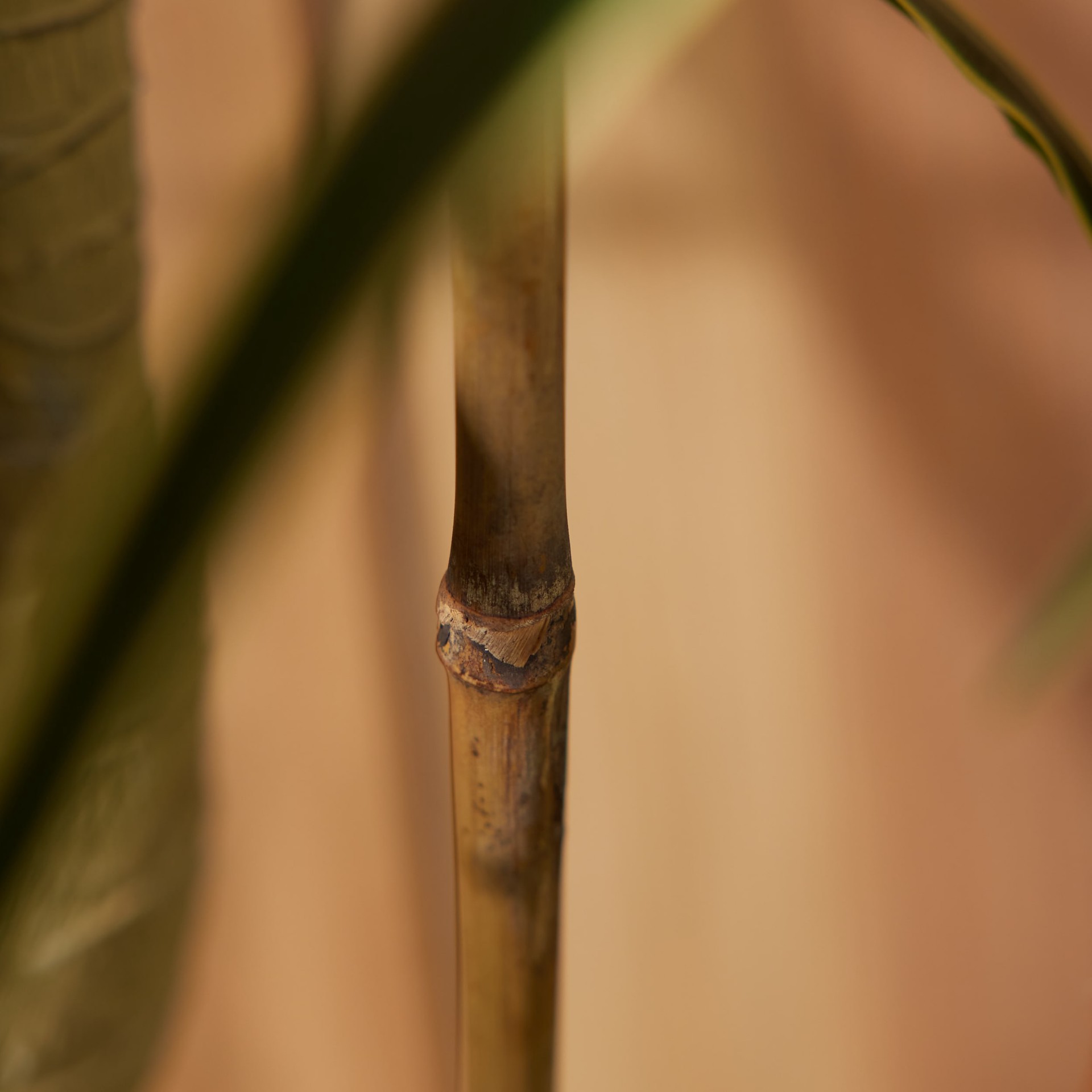 slide 3 of 6, 6 -Pack 48-in Bamboo Plant Support Landscape Stake, 1 ct