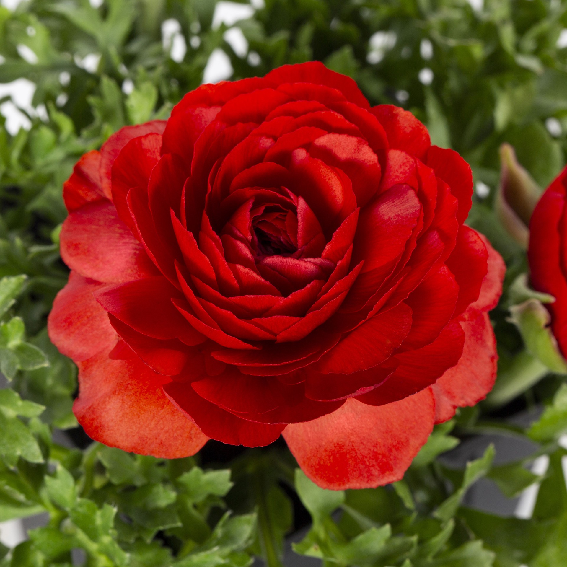 slide 2 of 2, Lowe's Multicolor Ranunculus in 1-Pint Pot, 1 ct