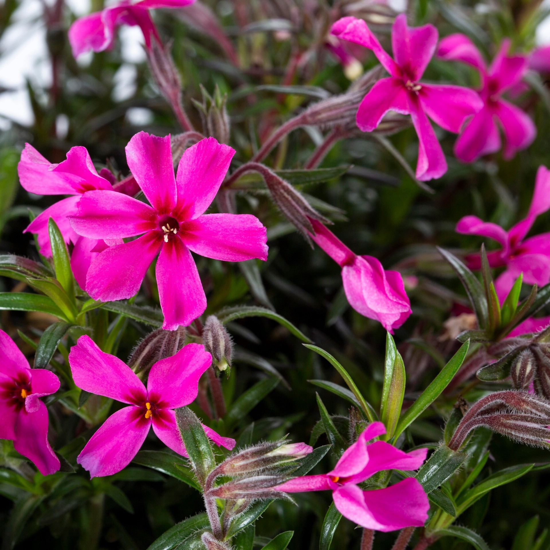 slide 2 of 6, Lowe's Multicolor Phlox in 2.5-Quart Pot, 1 ct