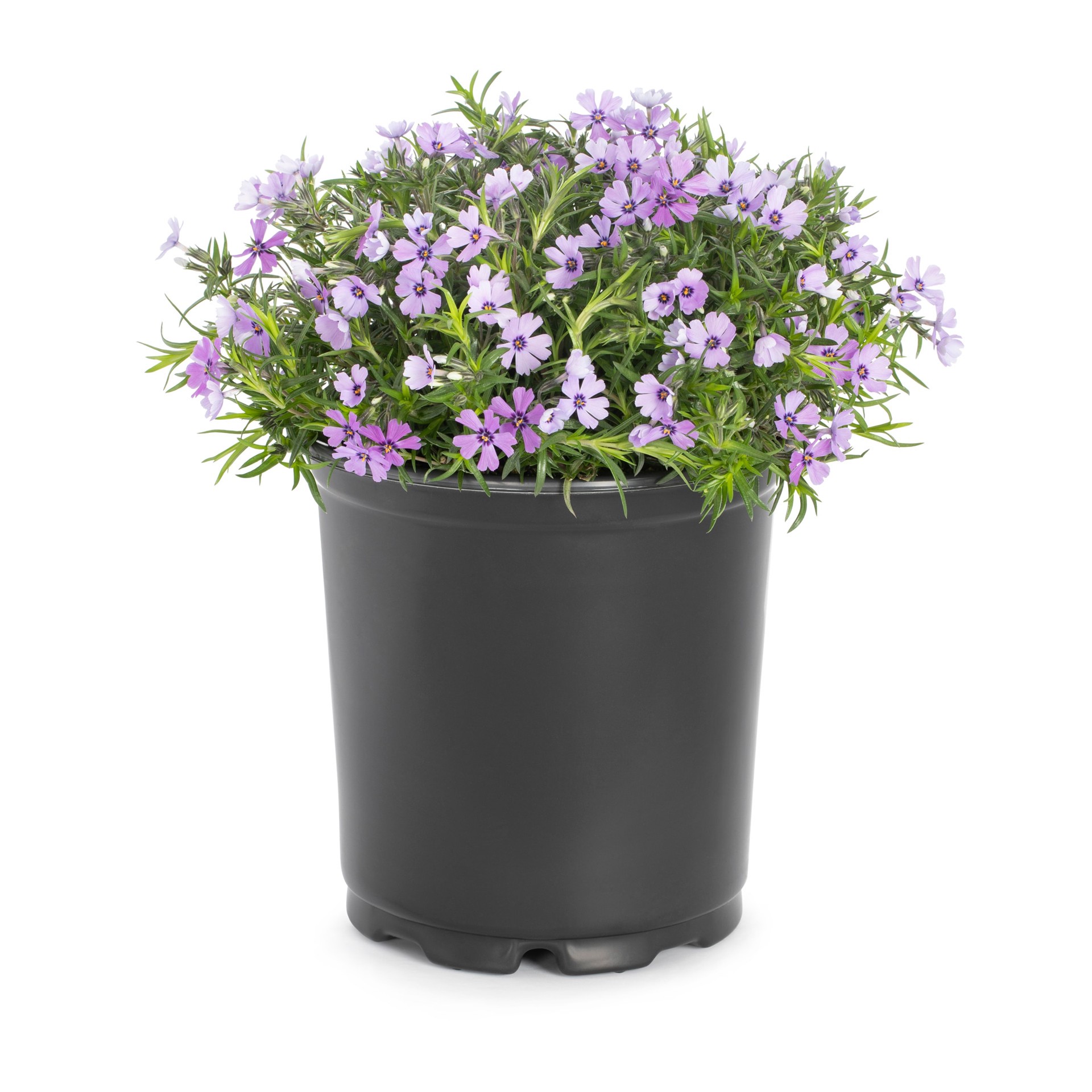 slide 3 of 6, Lowe's Multicolor Phlox in 2.5-Quart Pot, 1 ct