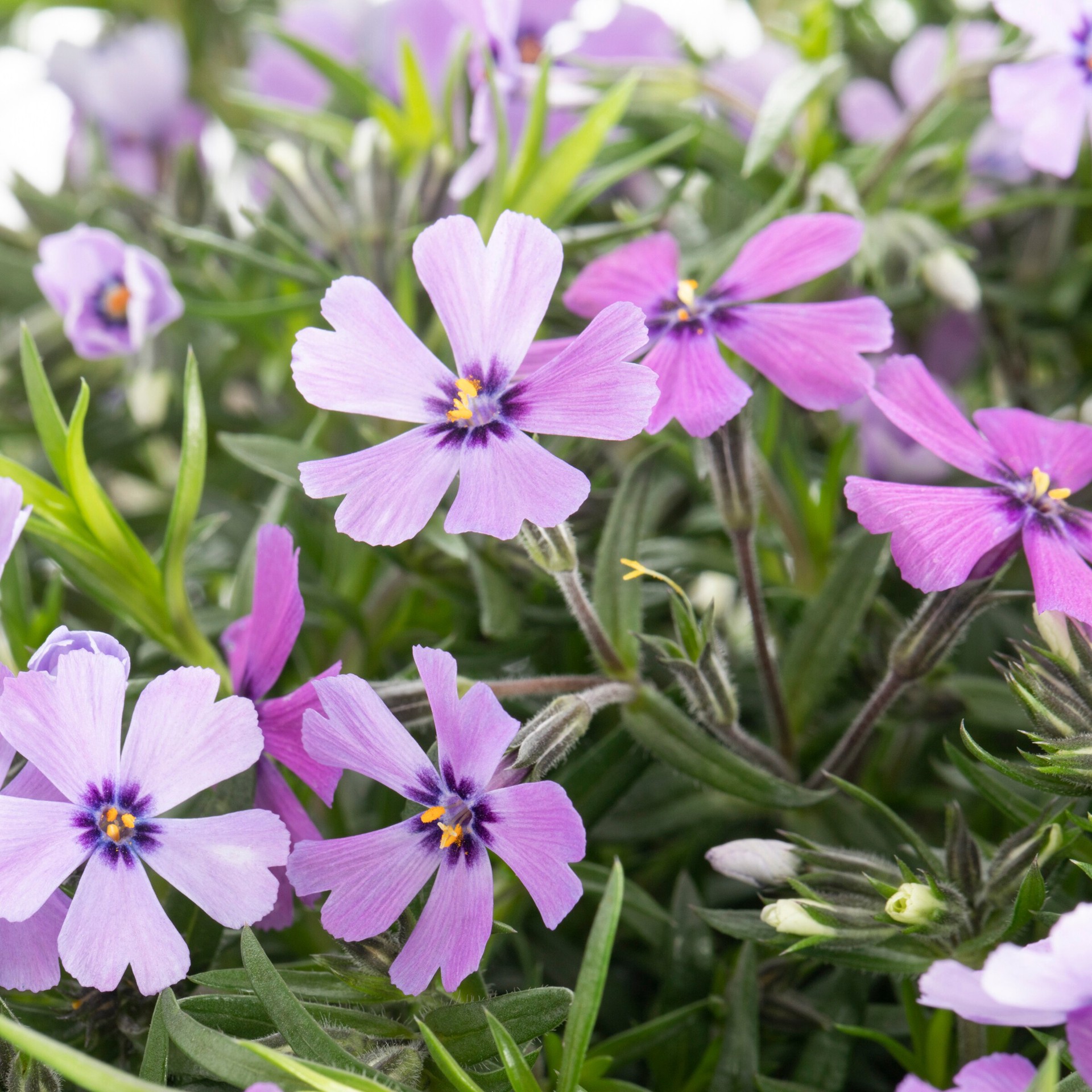 slide 4 of 6, Lowe's Multicolor Phlox in 2.5-Quart Pot, 1 ct