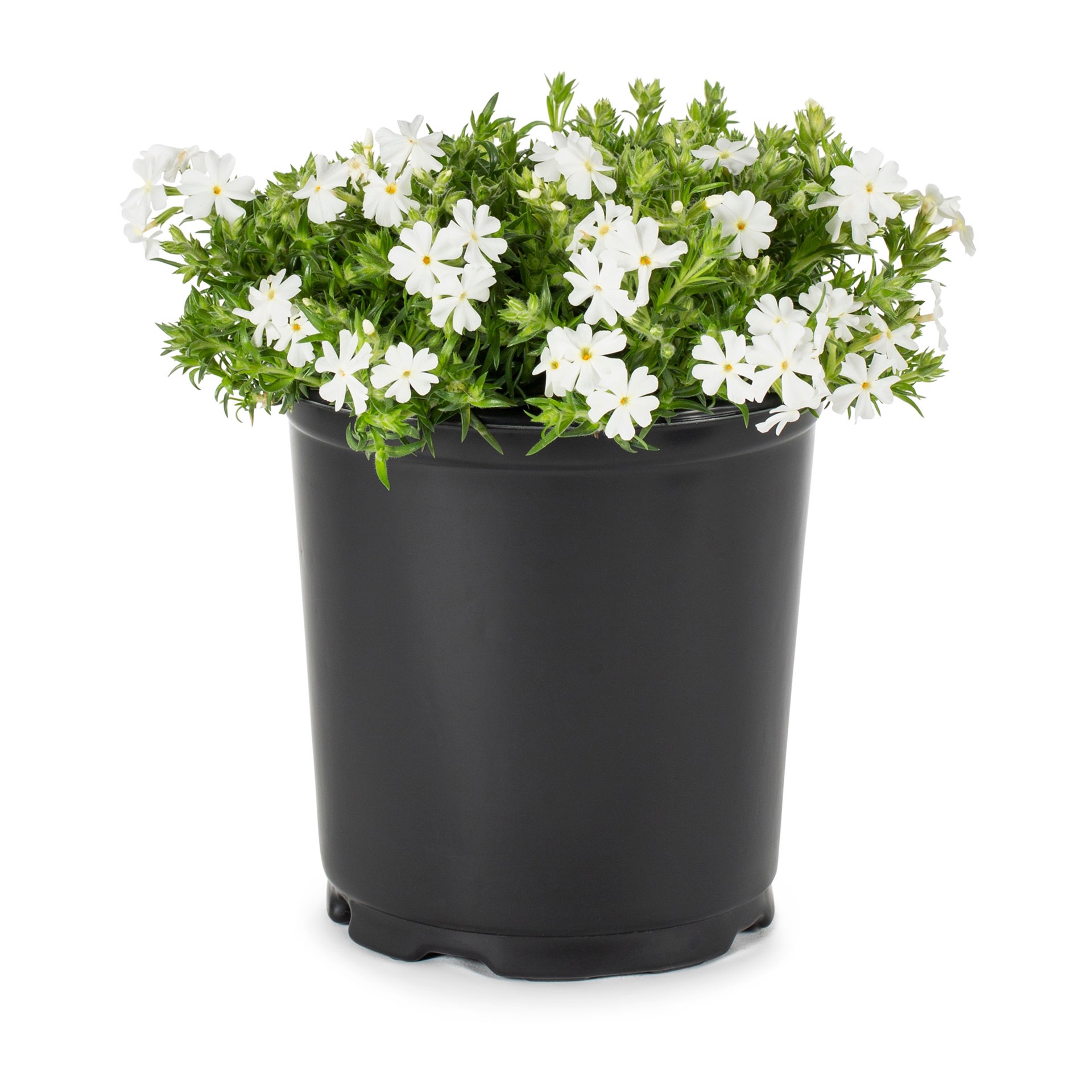 slide 5 of 6, Lowe's Multicolor Phlox in 2.5-Quart Pot, 1 ct