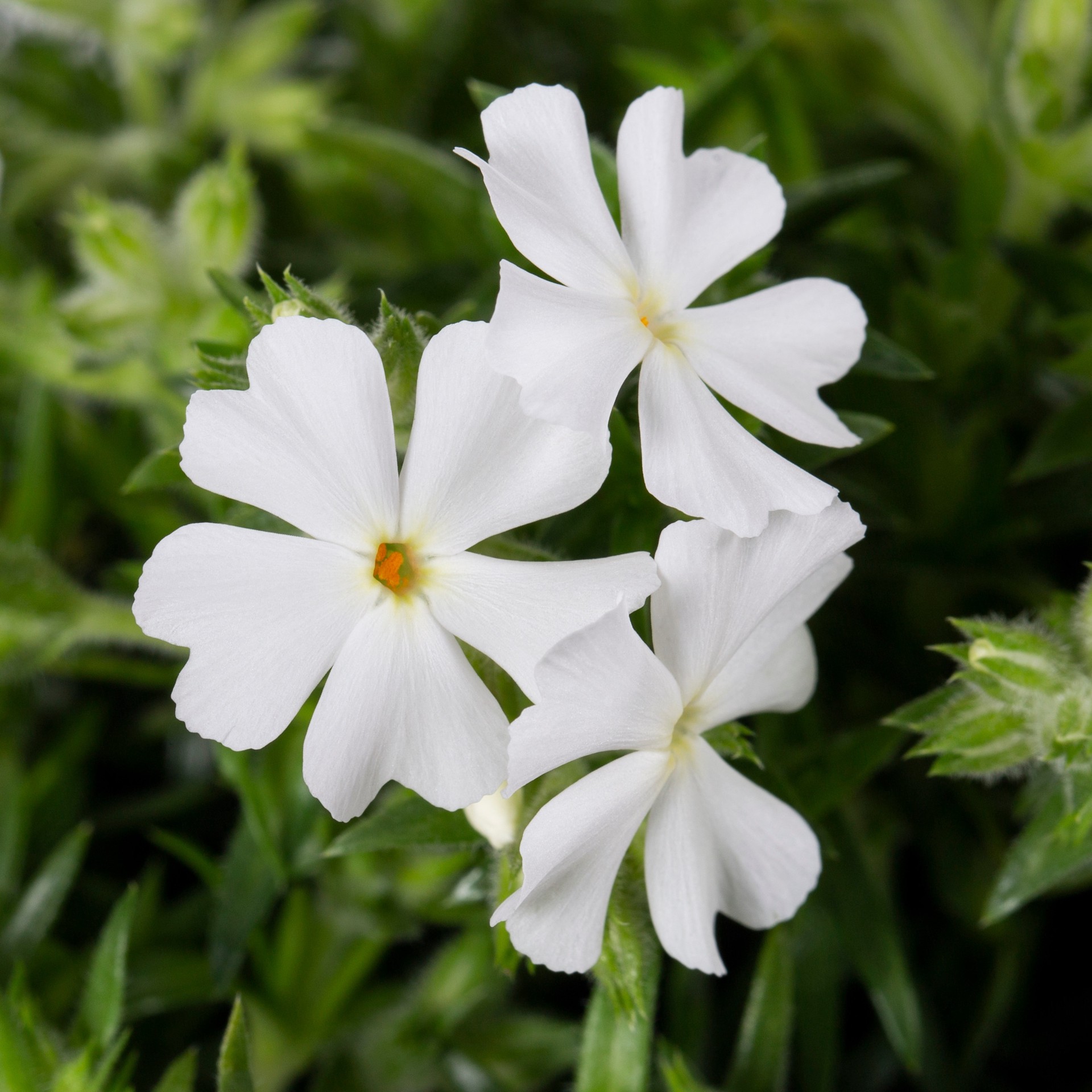 slide 6 of 6, Lowe's Multicolor Phlox in 2.5-Quart Pot, 1 ct