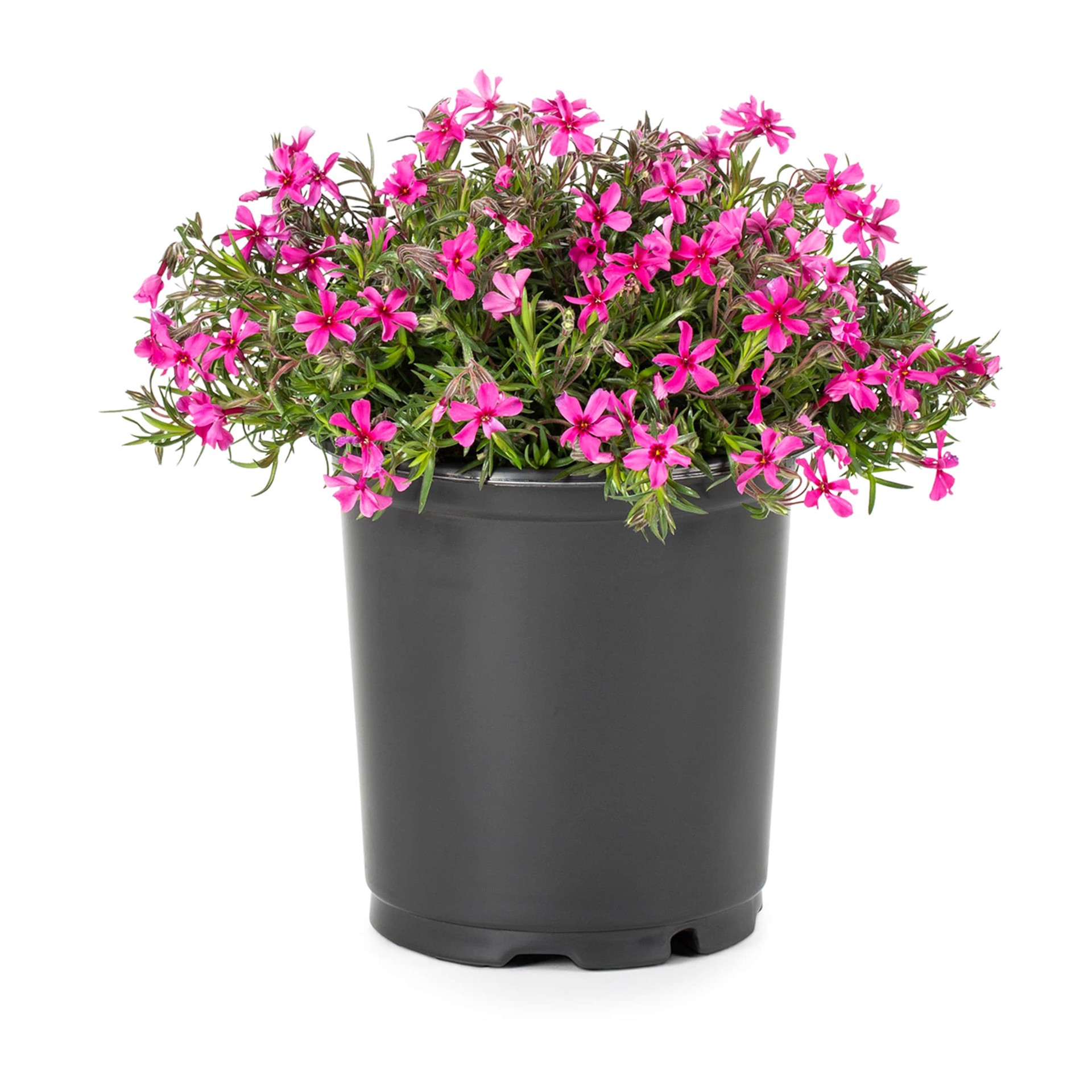 slide 1 of 6, Lowe's Multicolor Phlox in 2.5-Quart Pot, 1 ct