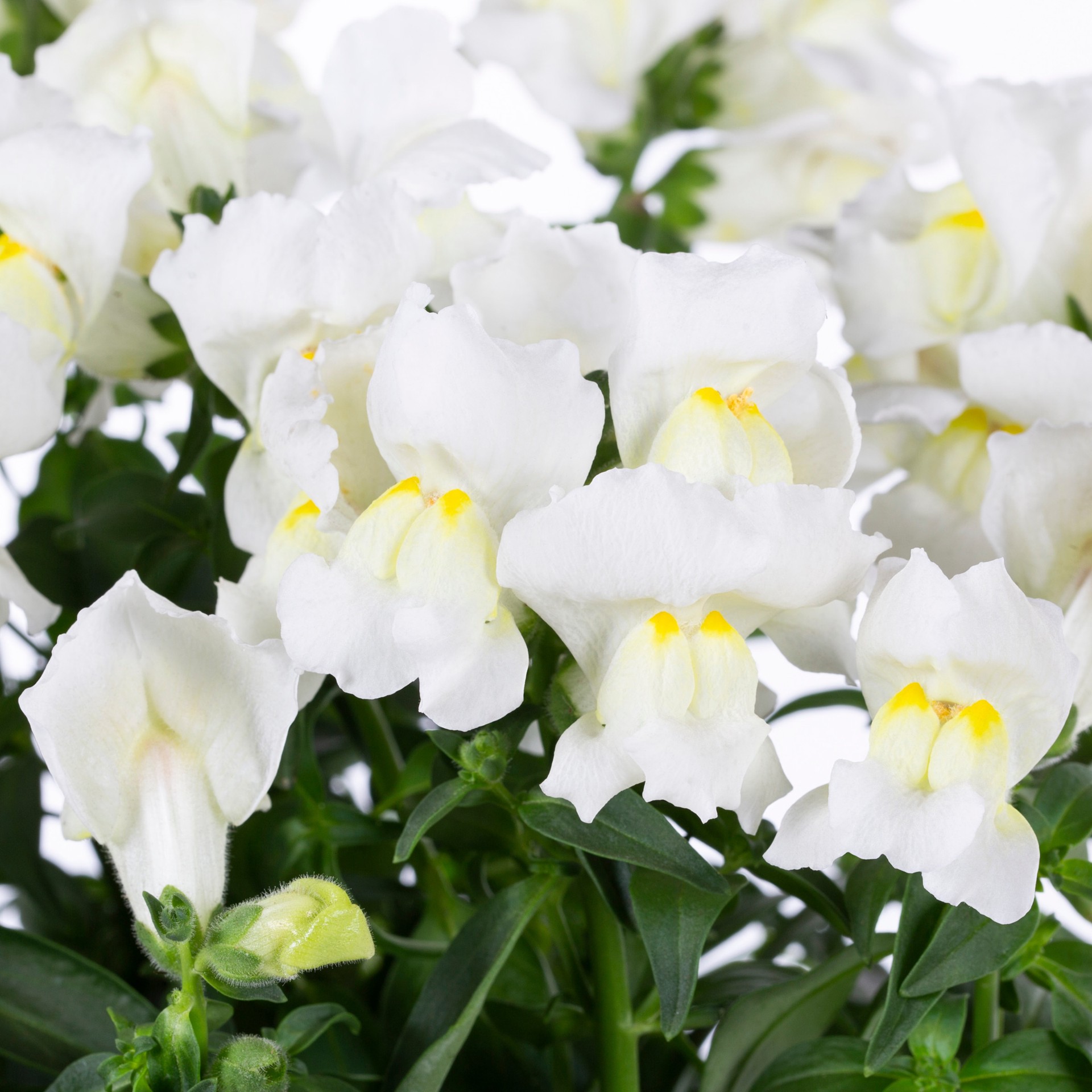 slide 2 of 6, Lowe's Multicolor Snapdragon in 2.5-Quart Pot, 1 ct