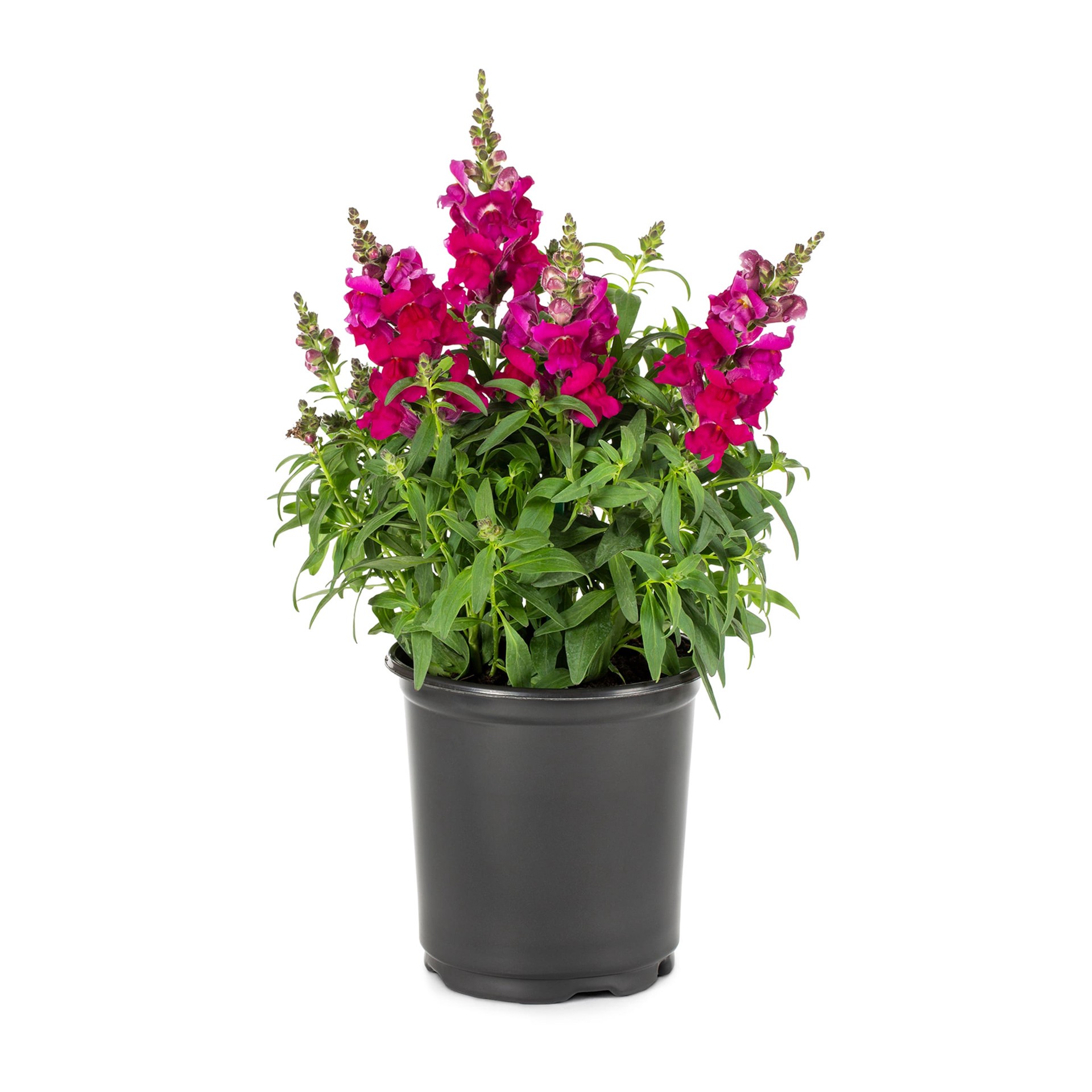 slide 3 of 6, Lowe's Multicolor Snapdragon in 2.5-Quart Pot, 1 ct