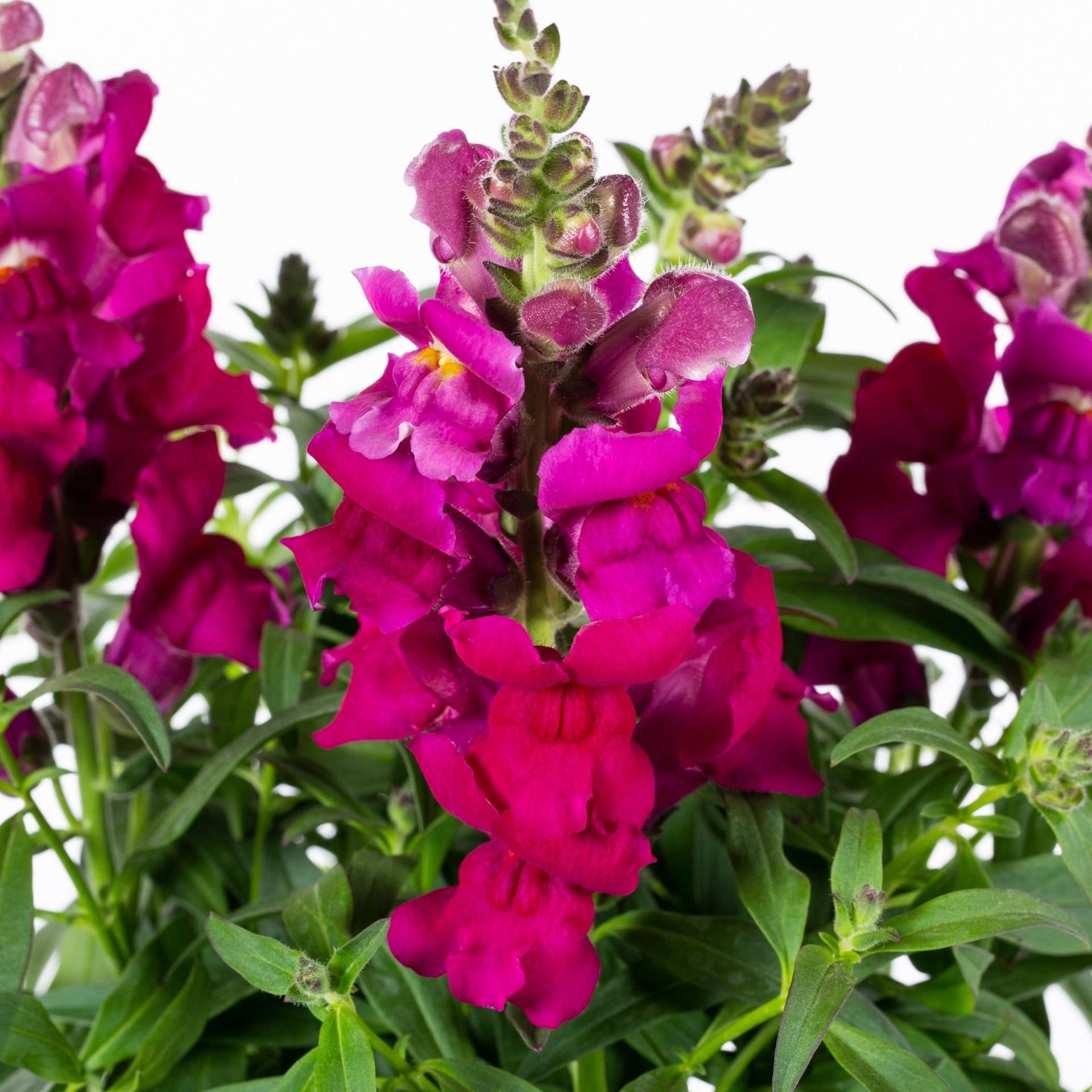 slide 4 of 6, Lowe's Multicolor Snapdragon in 2.5-Quart Pot, 1 ct