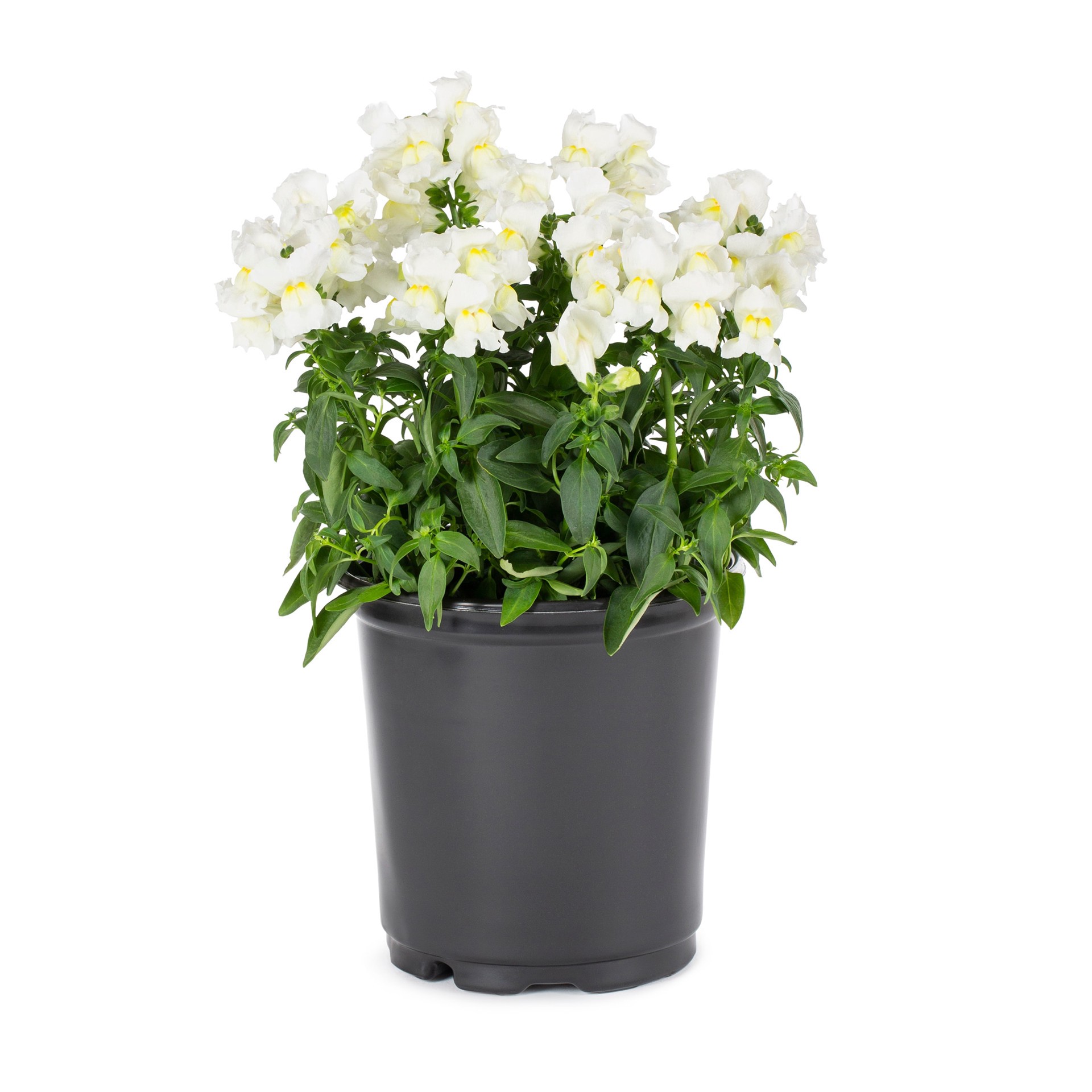 slide 1 of 6, Lowe's Multicolor Snapdragon in 2.5-Quart Pot, 1 ct