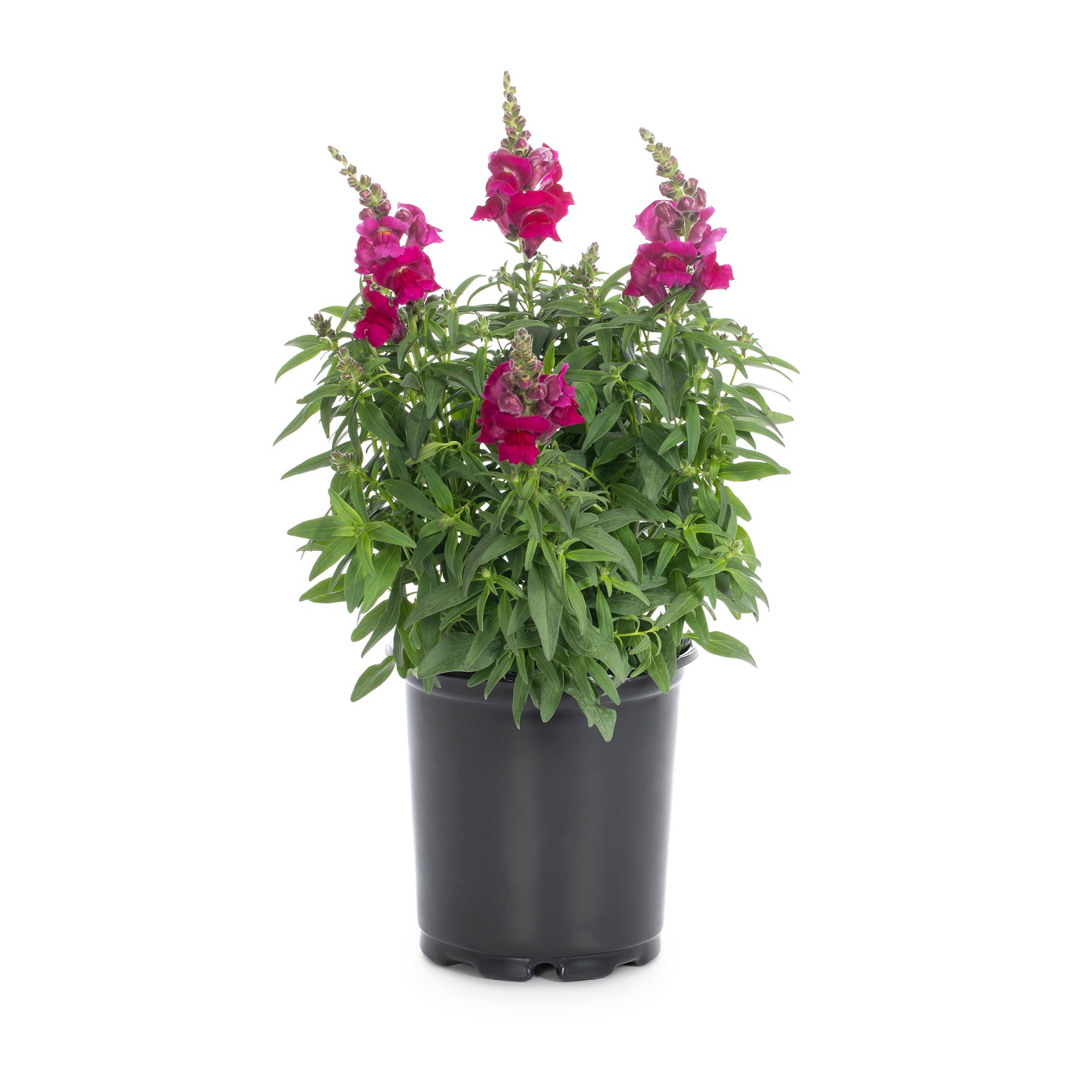 slide 5 of 6, Lowe's Multicolor Snapdragon in 2.5-Quart Pot, 1 ct