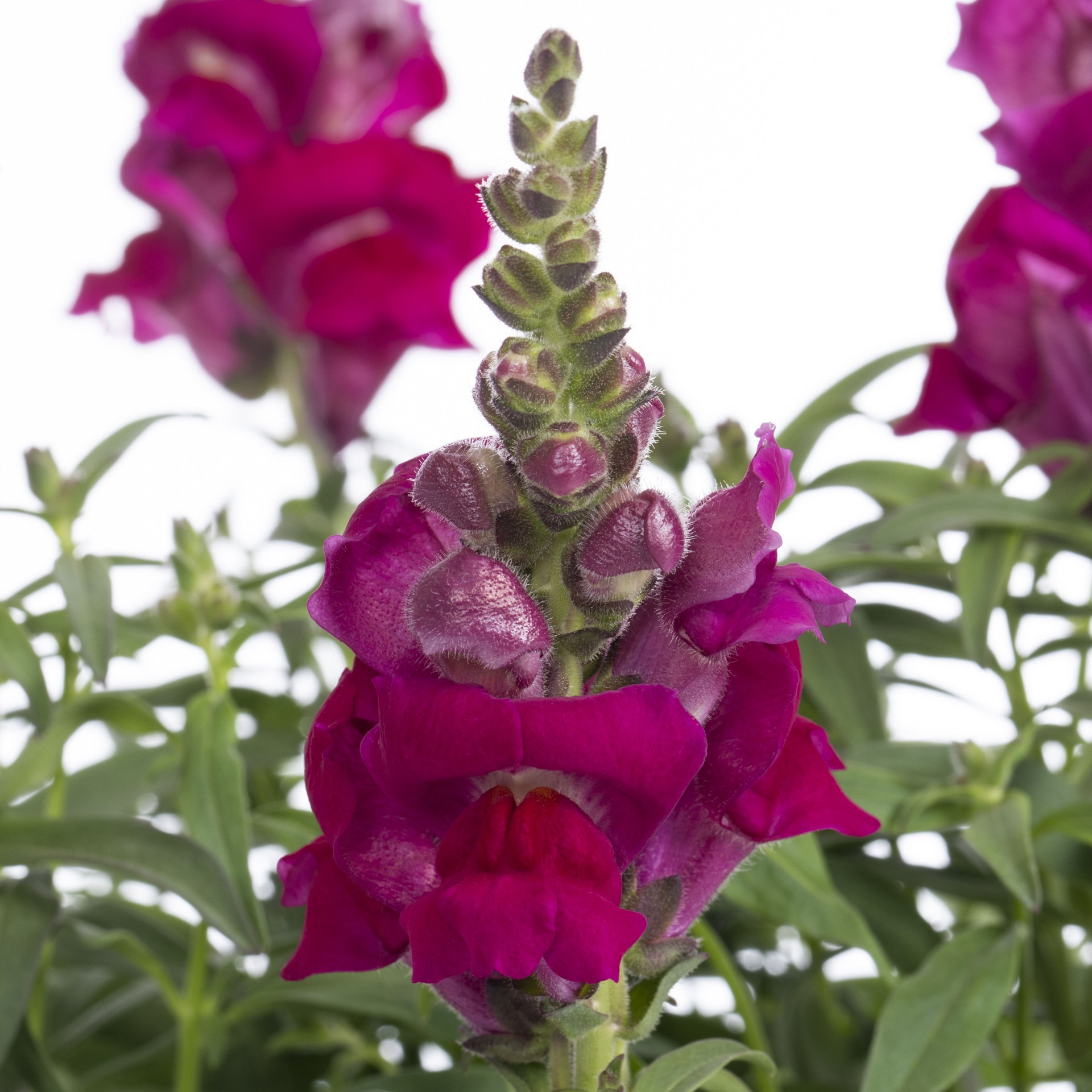 slide 6 of 6, Lowe's Multicolor Snapdragon in 2.5-Quart Pot, 1 ct