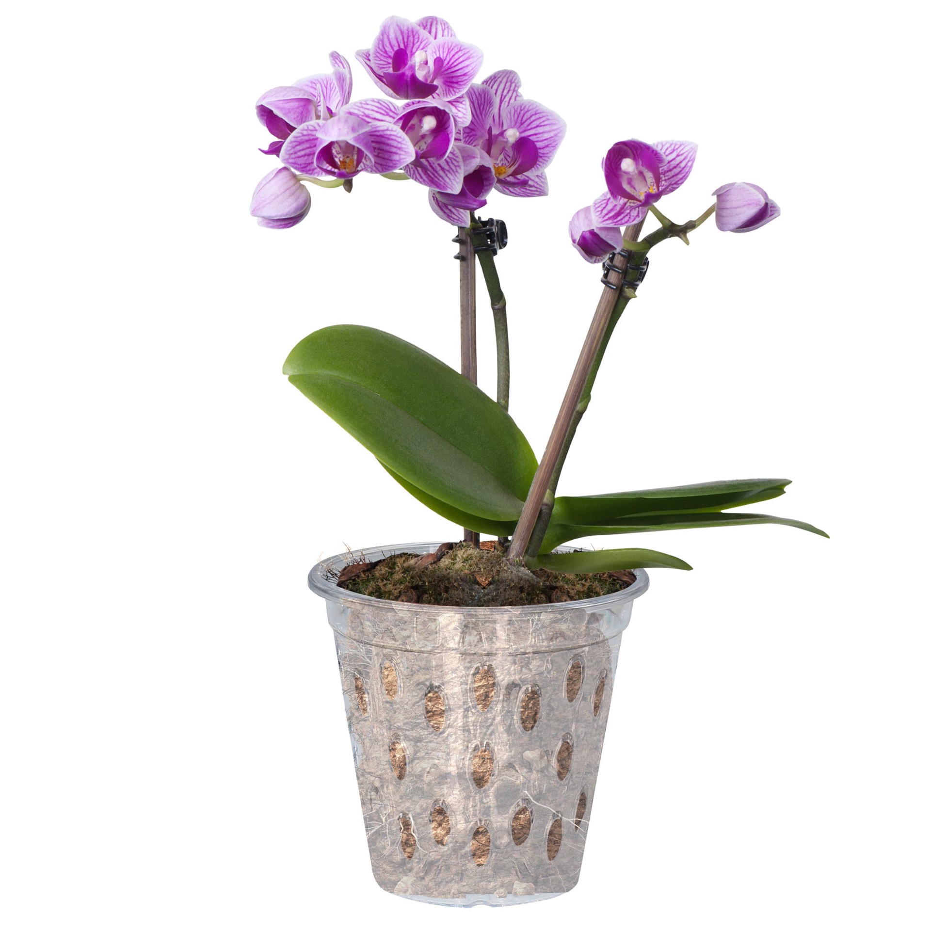 slide 3 of 6, allen + roth 5.08-in W x 5.08-in L Clear Resin Indoor/Outdoor Orchid pot, 1 ct