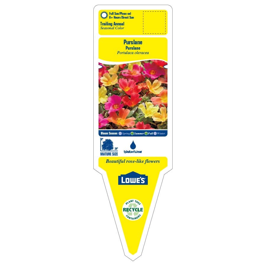 slide 2 of 4, Lowe's Multicolor Purslane in 2 Gallon(s), 1 ct