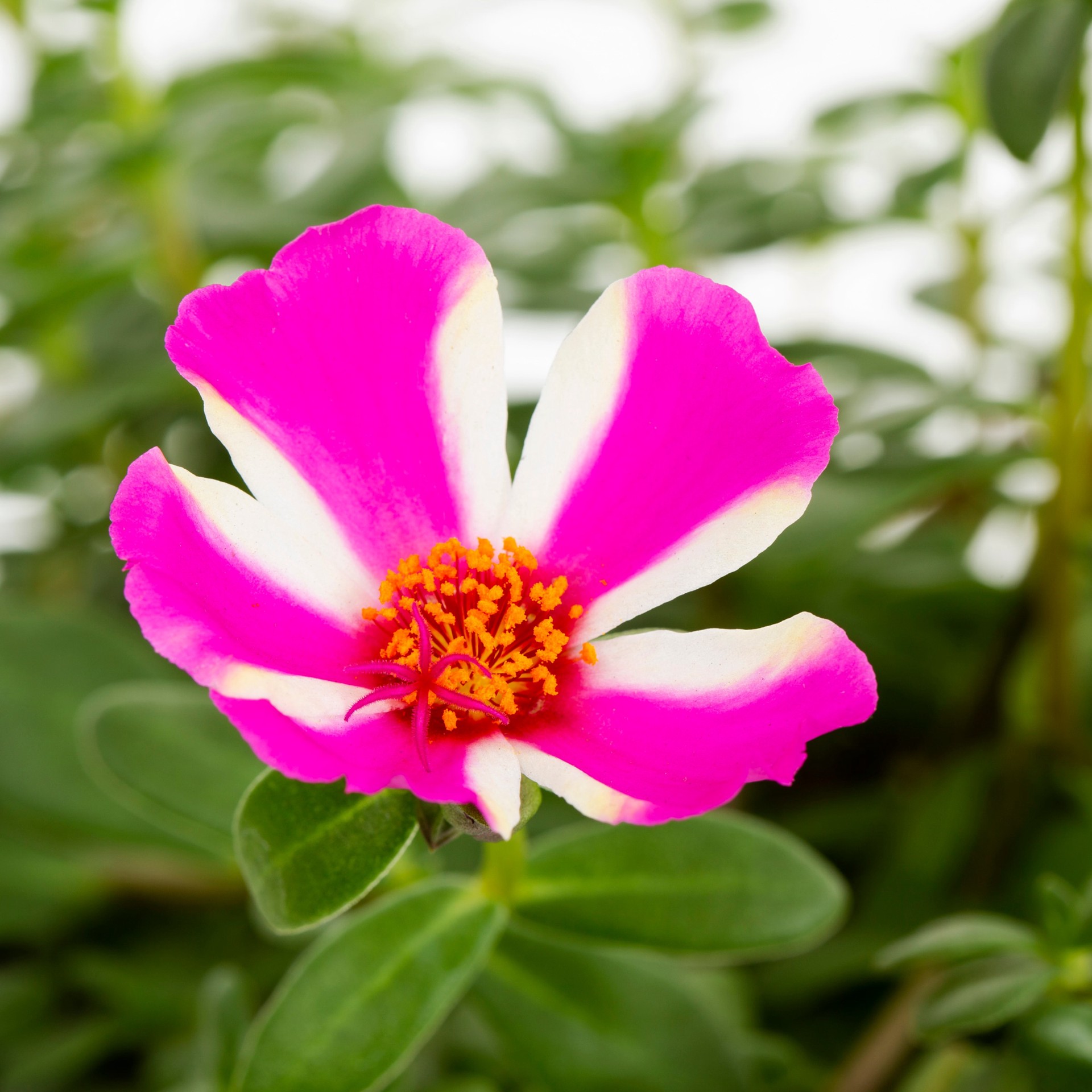 slide 4 of 4, Lowe's Multicolor Purslane in 2 Gallon(s), 1 ct