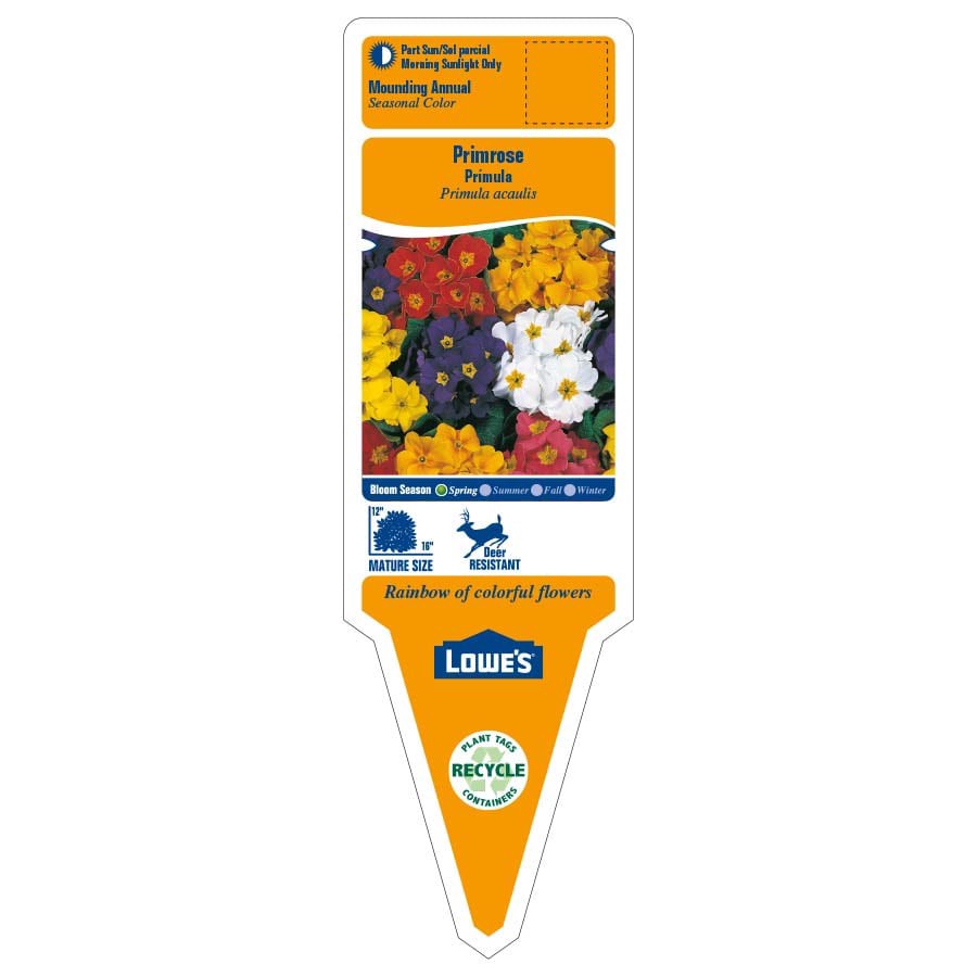 slide 2 of 6, Lowe's Multicolor Primrose in 2 Gallon(s) Planter 1 -Pack, 1 ct