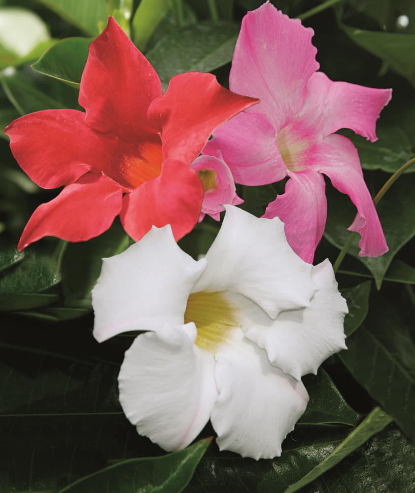 slide 1 of 1, Lowe's Mandevilla in 2-Gallon (s) Pot, 1 ct